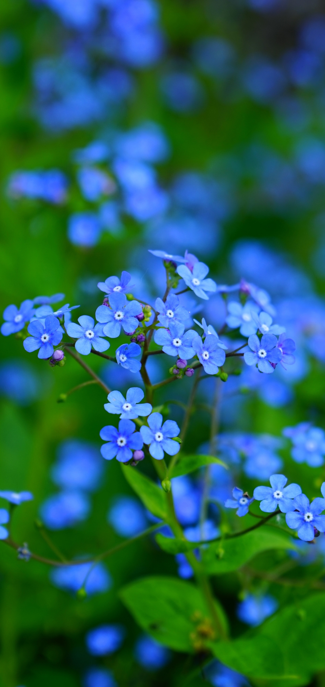 無料モバイル壁紙フラワーズ, 地球, 青い花, わすれな草をダウンロードします。