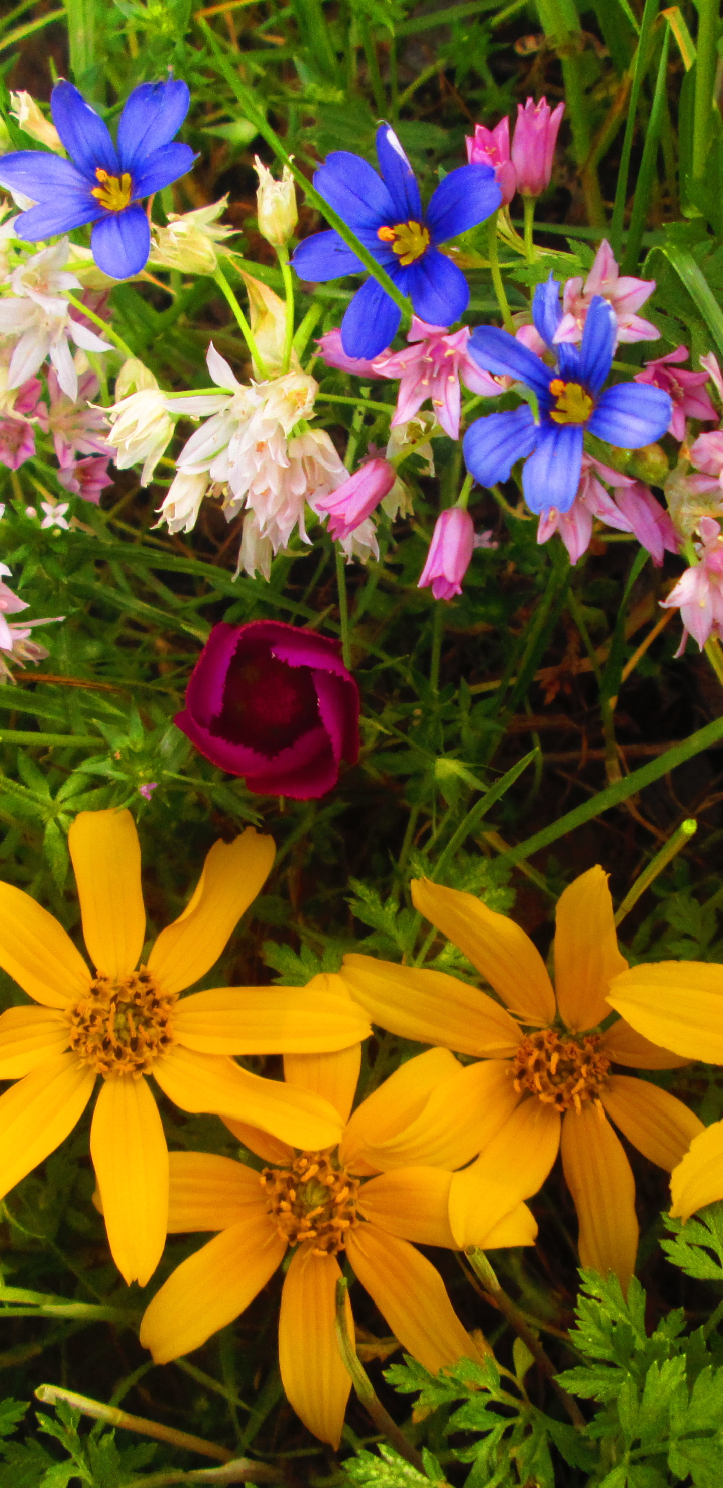 Téléchargez gratuitement l'image Fleurs, Fleur, La Nature, Terre/nature sur le bureau de votre PC