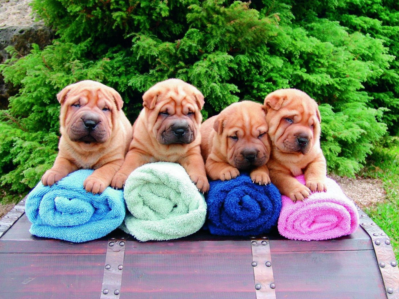 lot, puppies, animals, sit, shar pei, towels