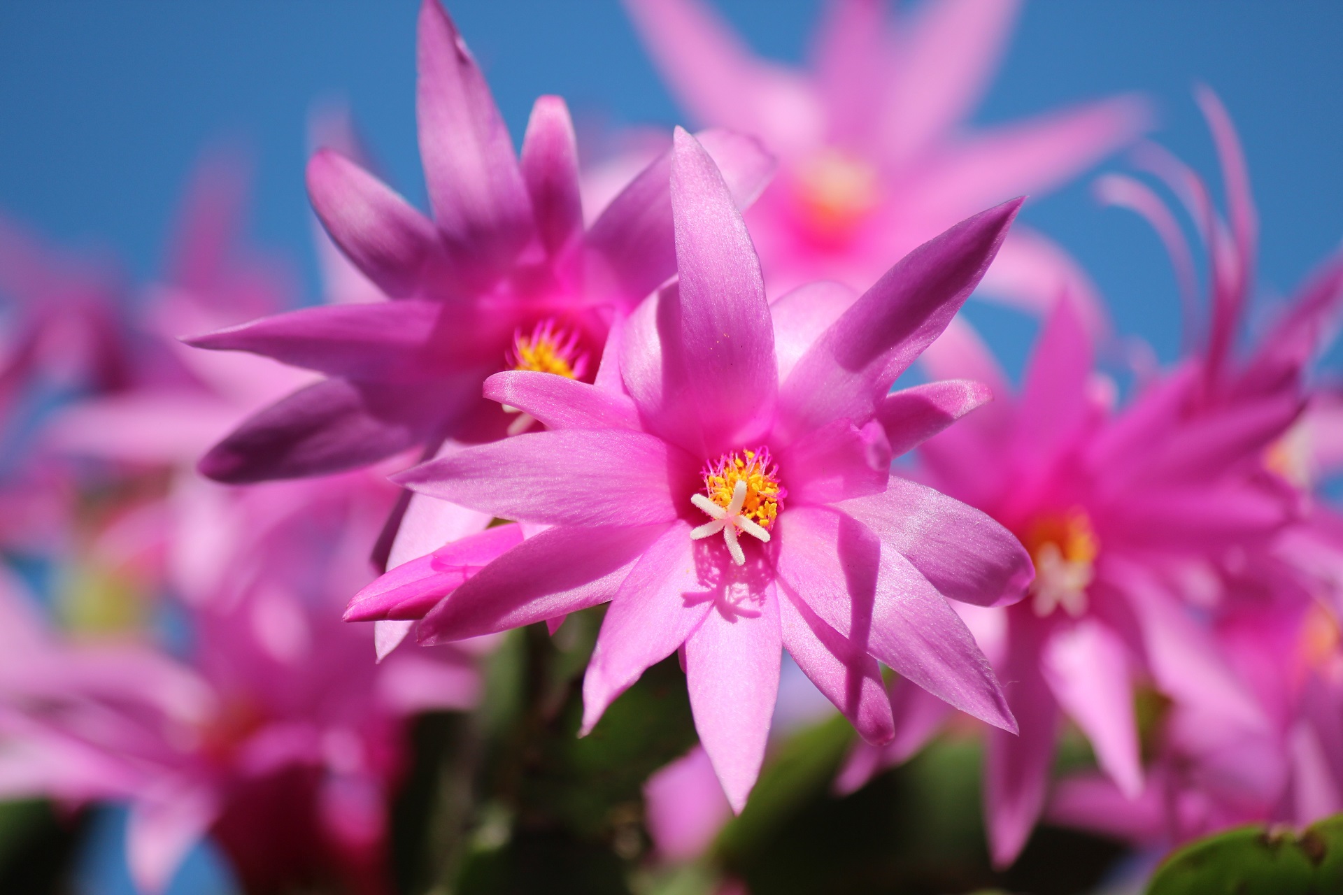 PCデスクトップに自然, フラワーズ, 花, 地球, ピンクの花画像を無料でダウンロード