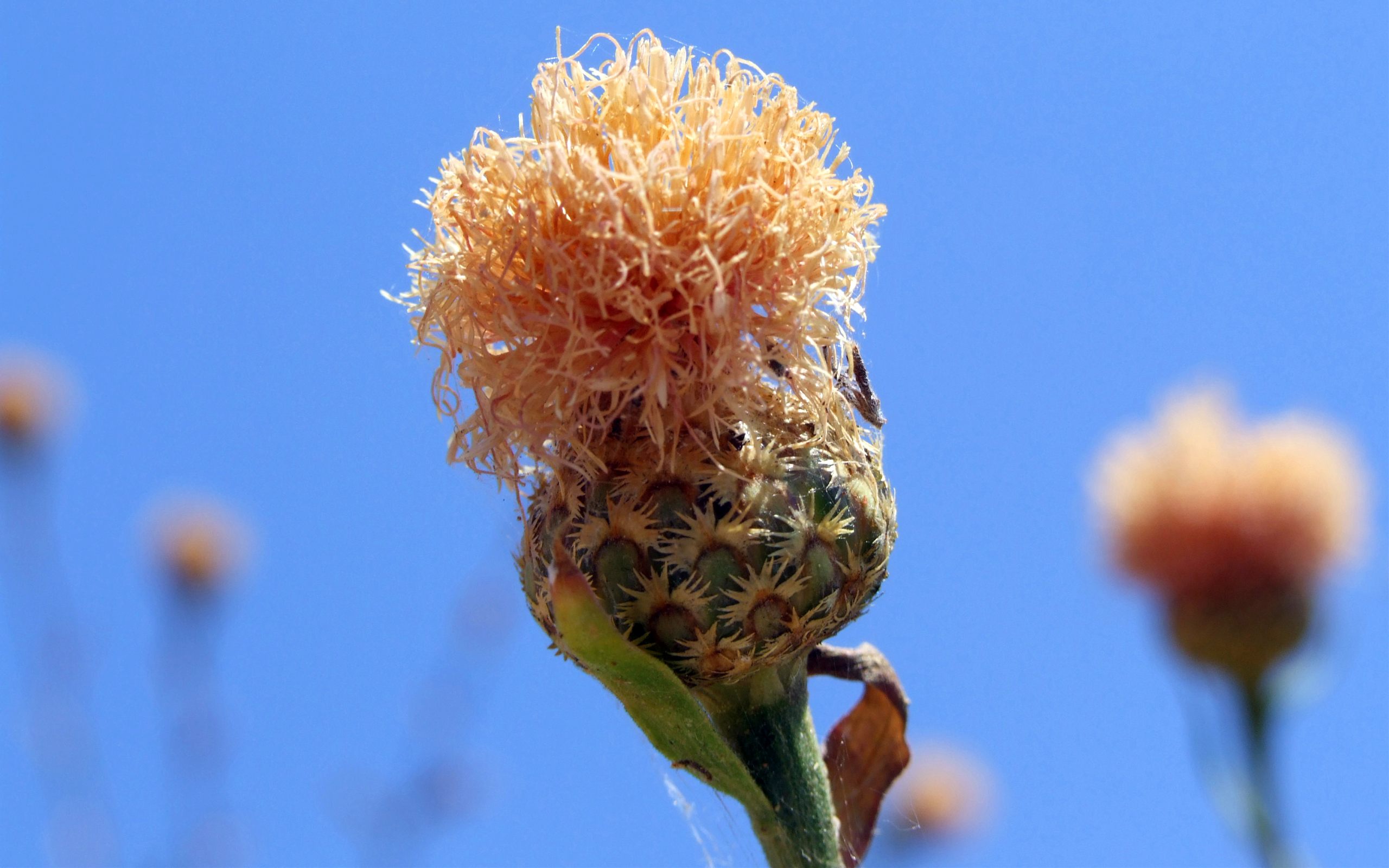 Descarga gratuita de fondo de pantalla para móvil de Flores, Flor, Tierra/naturaleza.