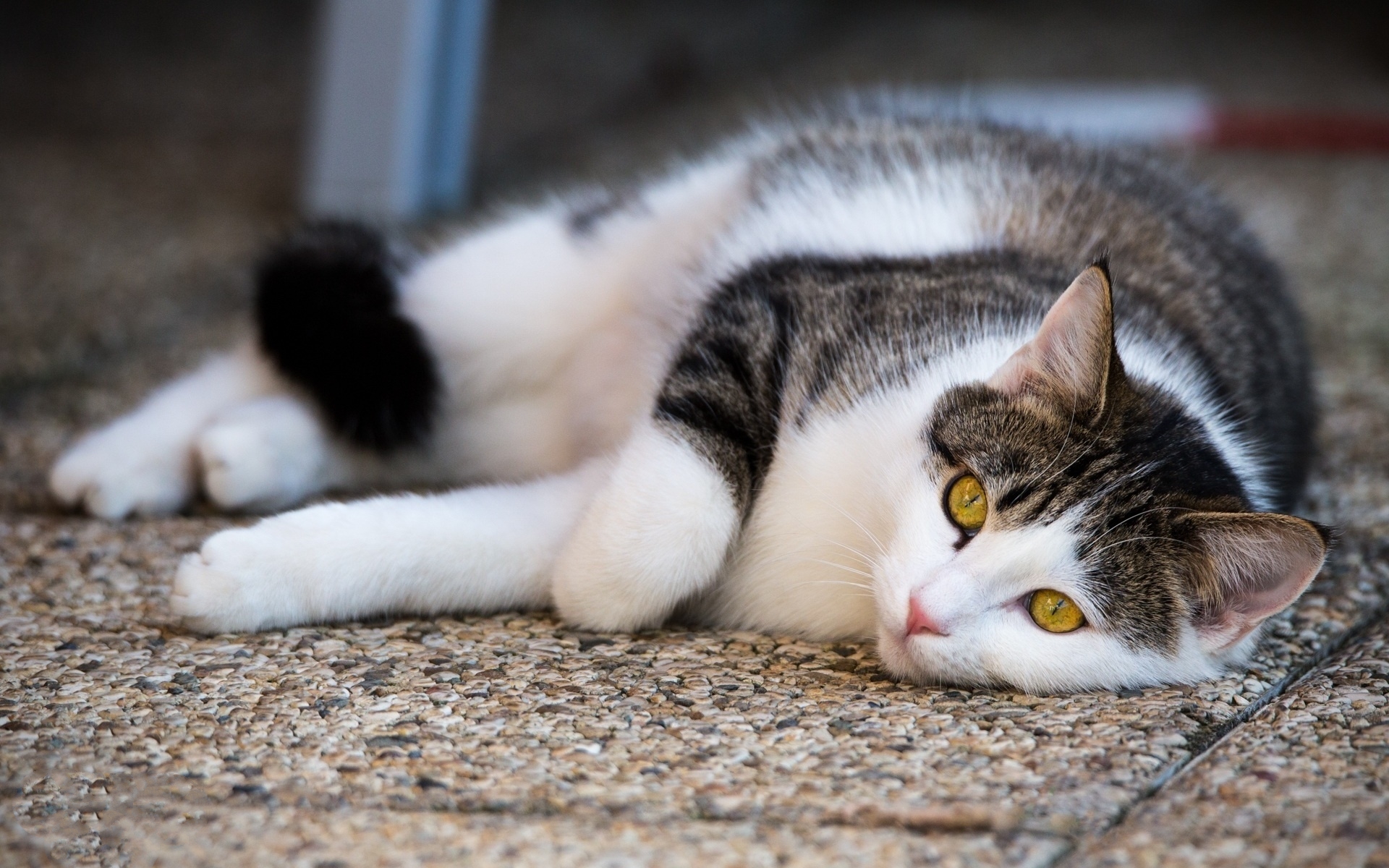 340265 économiseurs d'écran et fonds d'écran Chats sur votre téléphone. Téléchargez  images gratuitement