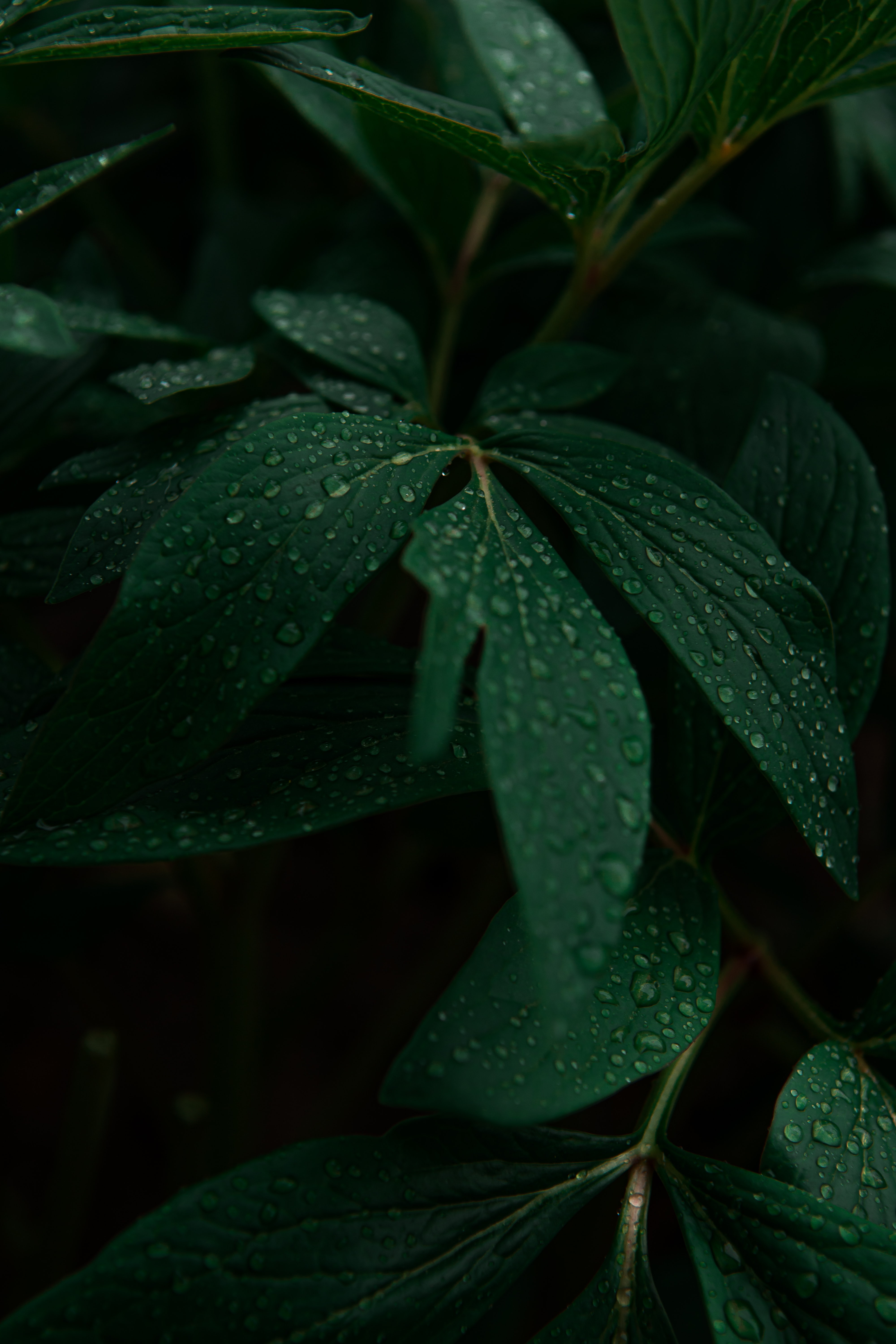 Free download wallpaper Leaves, Nature, Drops, Plant, Dark on your PC desktop