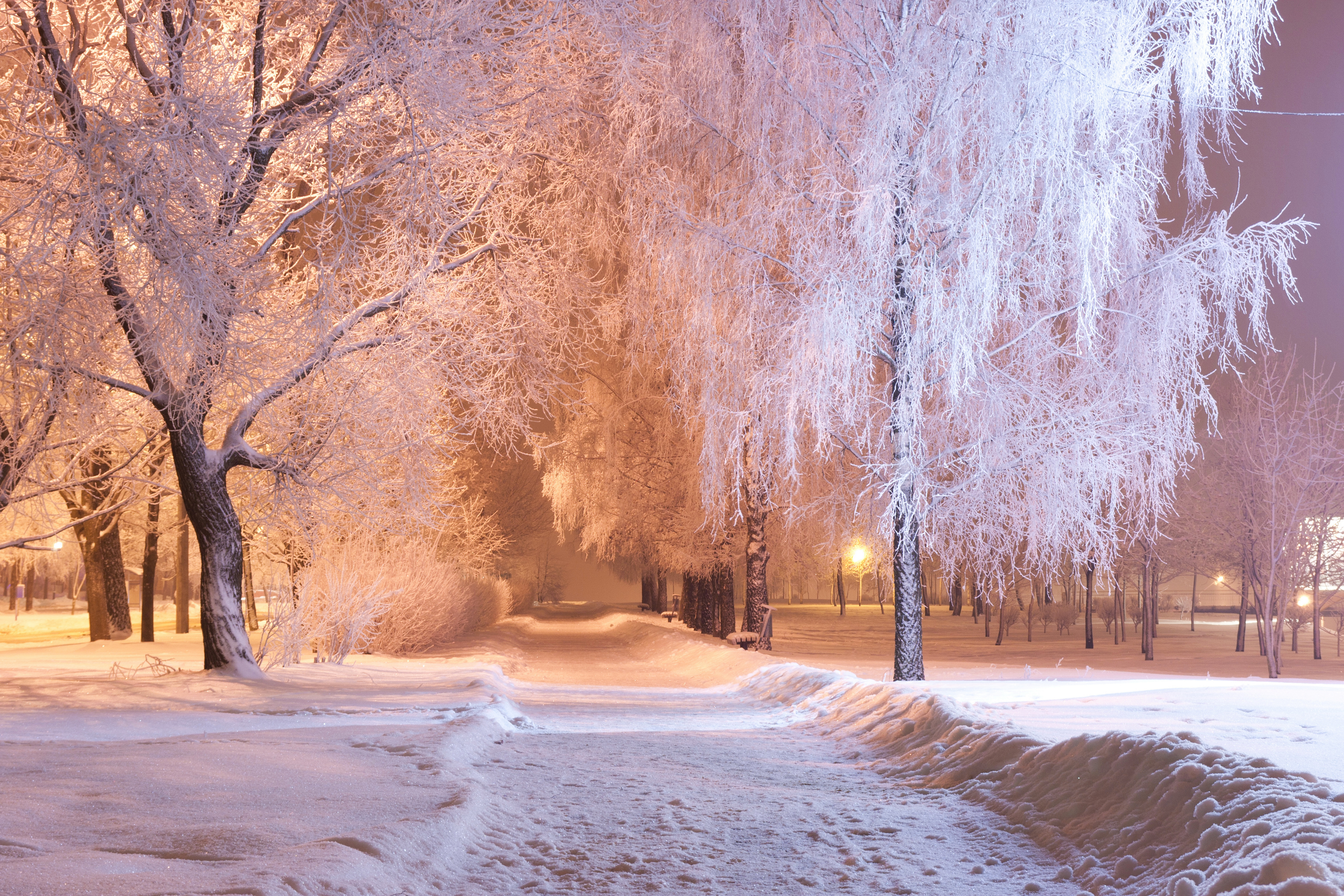 Free download wallpaper Winter, Night, Park, Tree, Earth, Photography on your PC desktop