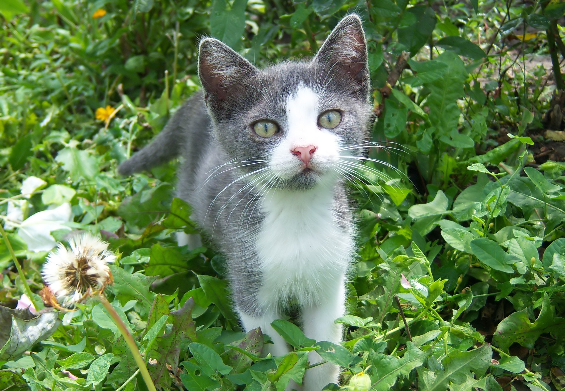 Handy-Wallpaper Tiere, Katzen, Katze kostenlos herunterladen.