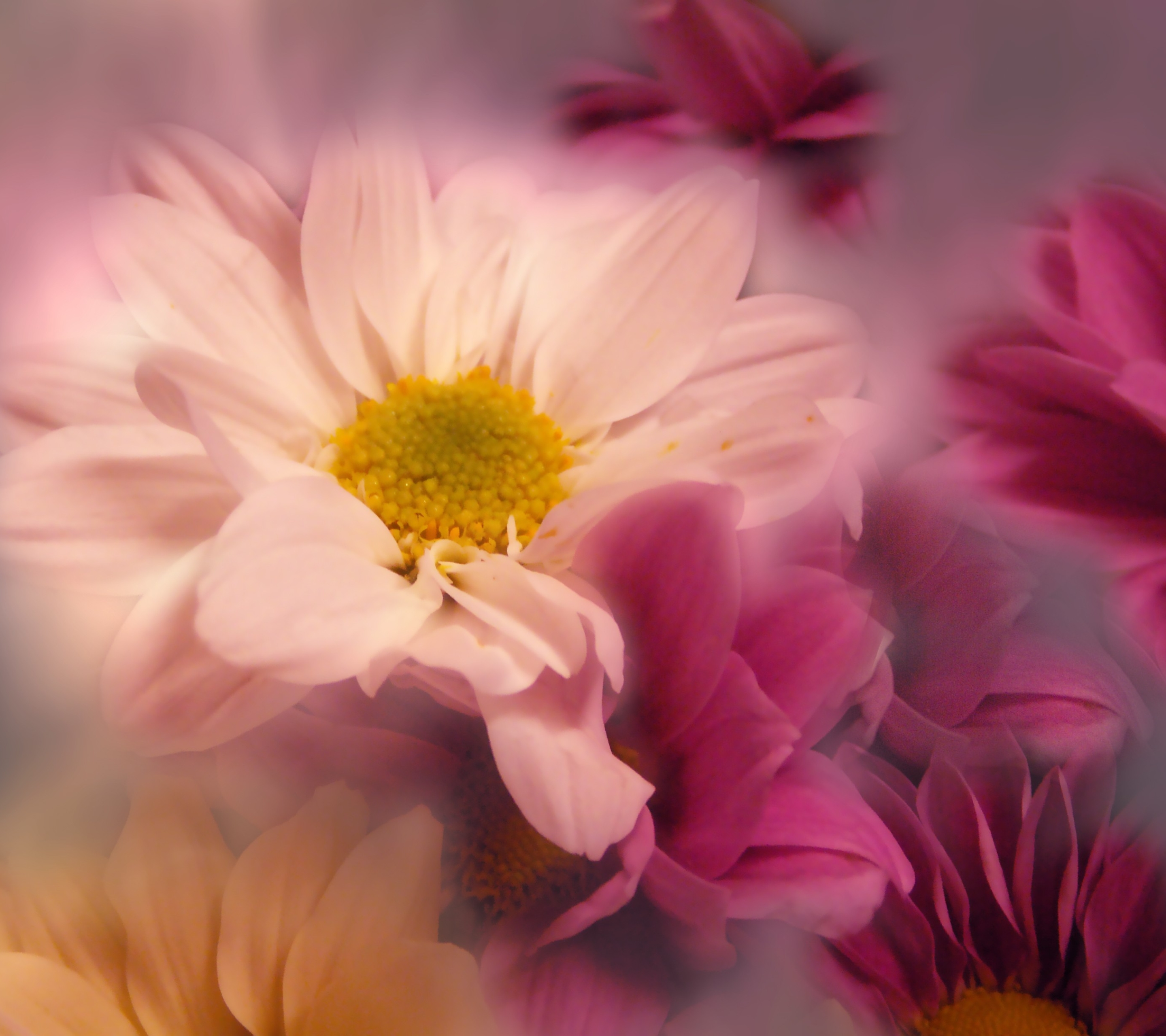 Free download wallpaper Nature, Flowers, Flower, Artistic, Pink Flower on your PC desktop