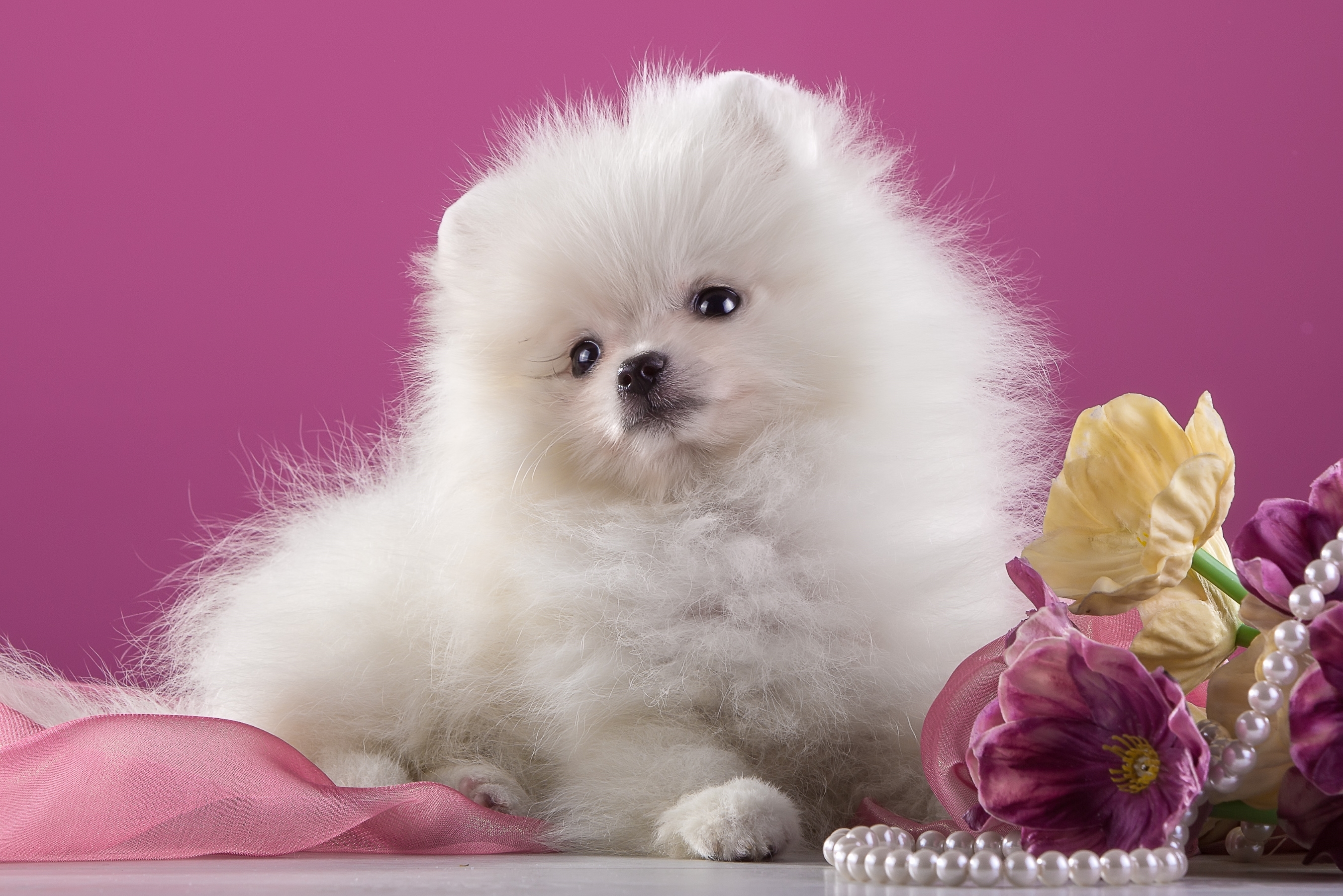 391236 descargar imagen animales, pomerania, perro, flor, perla, rosa, cachorro, perros: fondos de pantalla y protectores de pantalla gratis