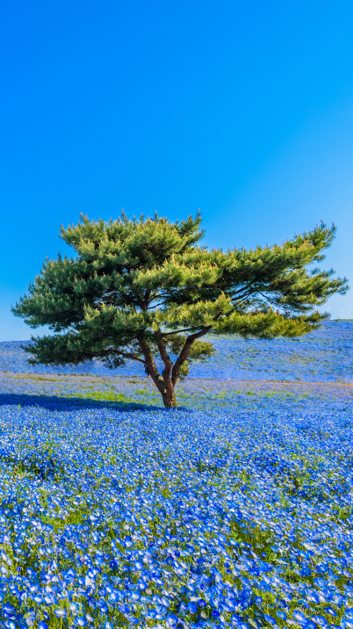 Handy-Wallpaper Natur, Blumen, Blume, Baum, Himmel, Erde/natur, Einsamer Baum, Blaue Blume kostenlos herunterladen.