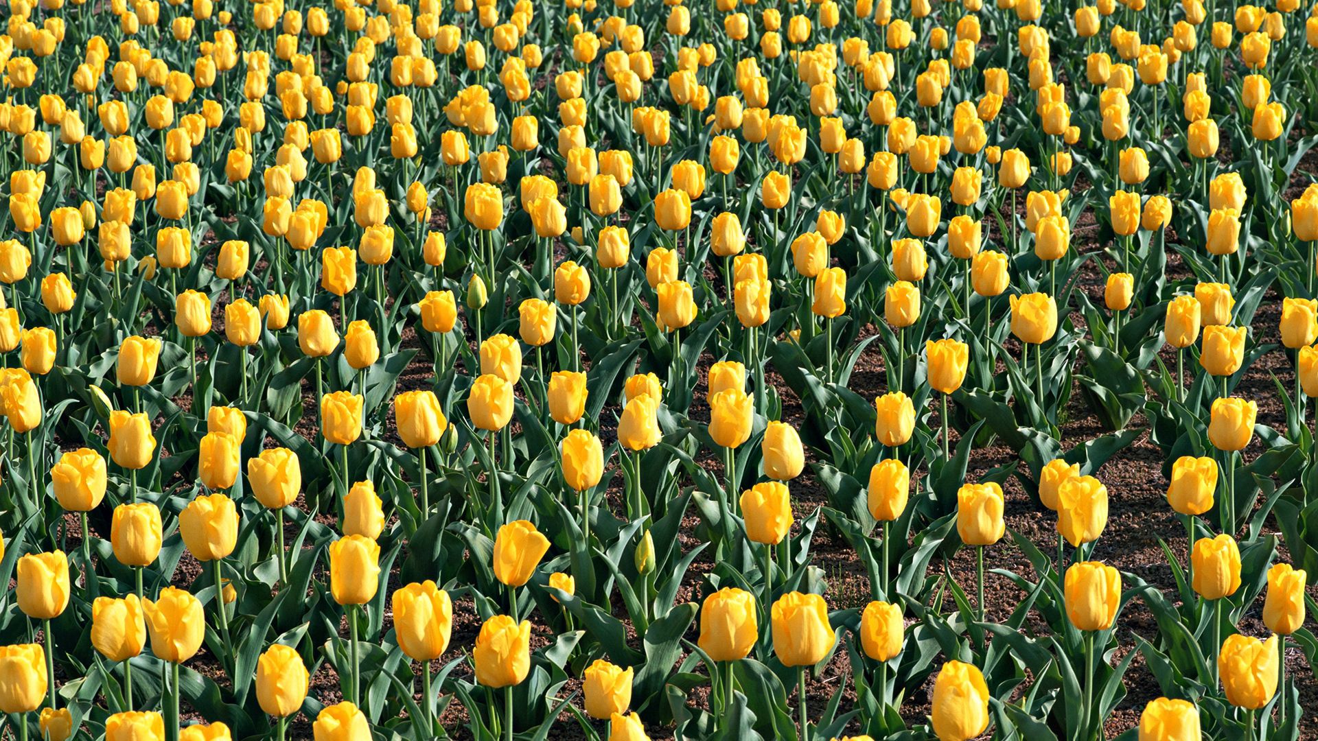 flowers, leaves, tulips, land, earth, field, spring 4K for PC