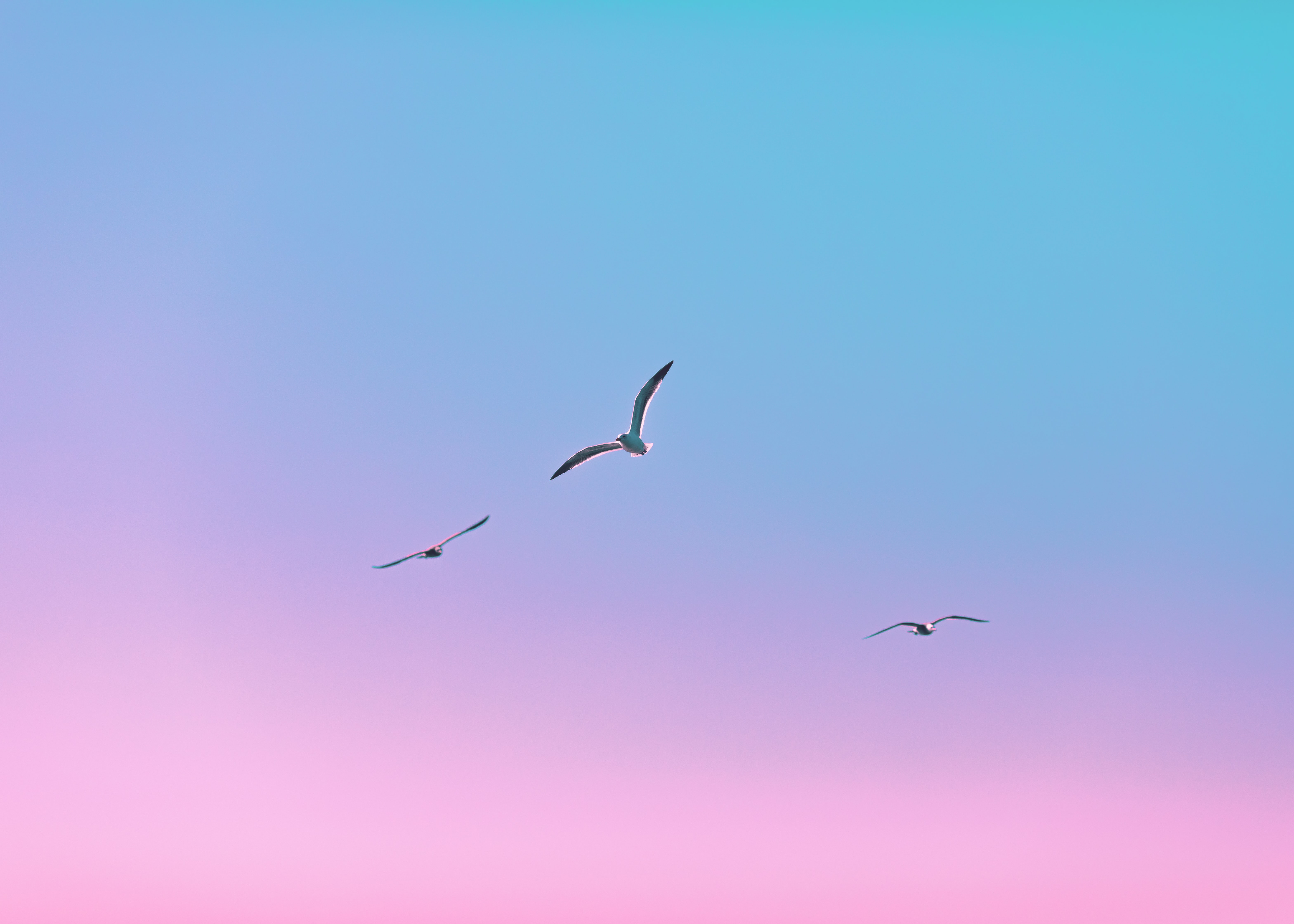 minimalism, seagulls, birds, flight, gradient