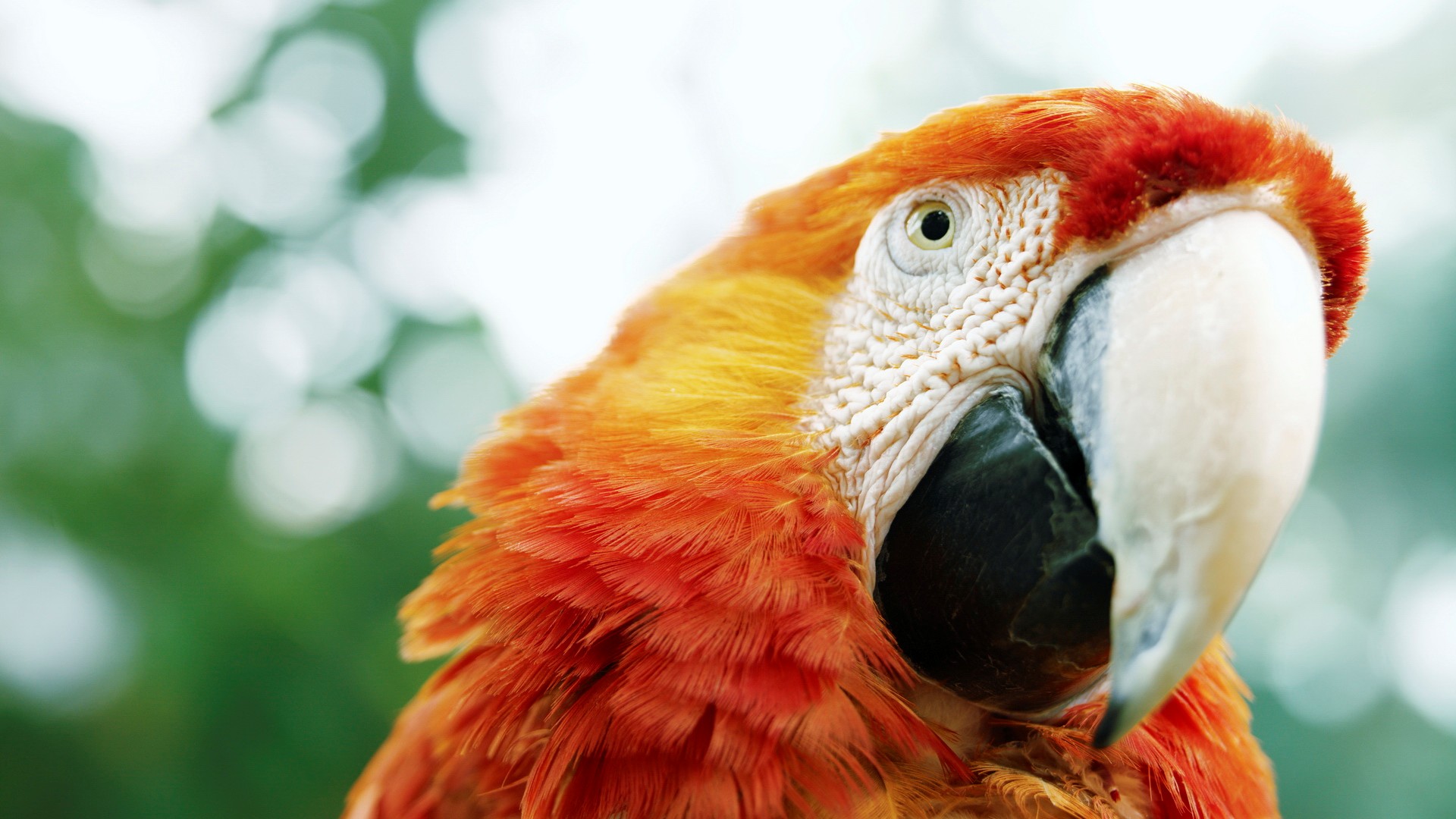 Download mobile wallpaper Scarlet Macaw, Birds, Animal for free.