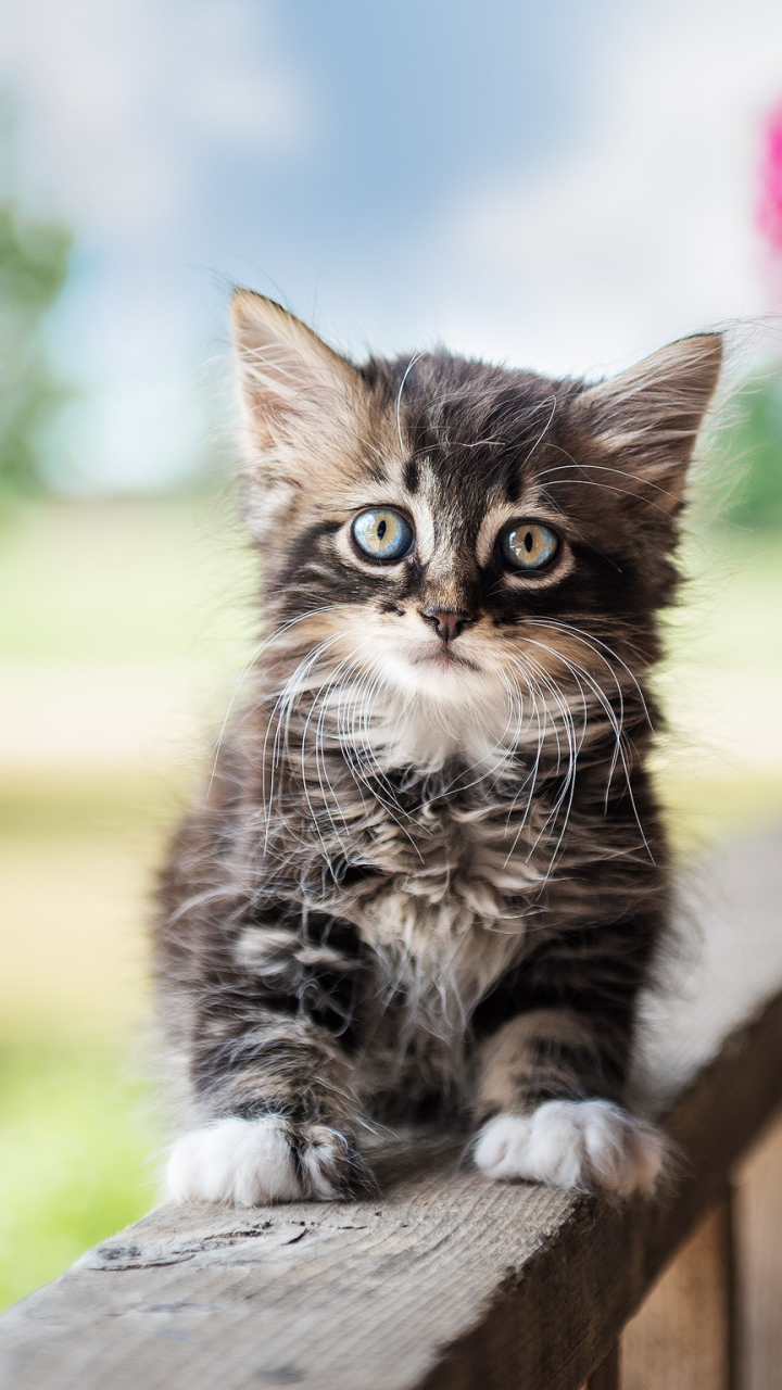 Handy-Wallpaper Tiere, Katzen, Katze, Kätzchen, Süß, Tierbaby kostenlos herunterladen.