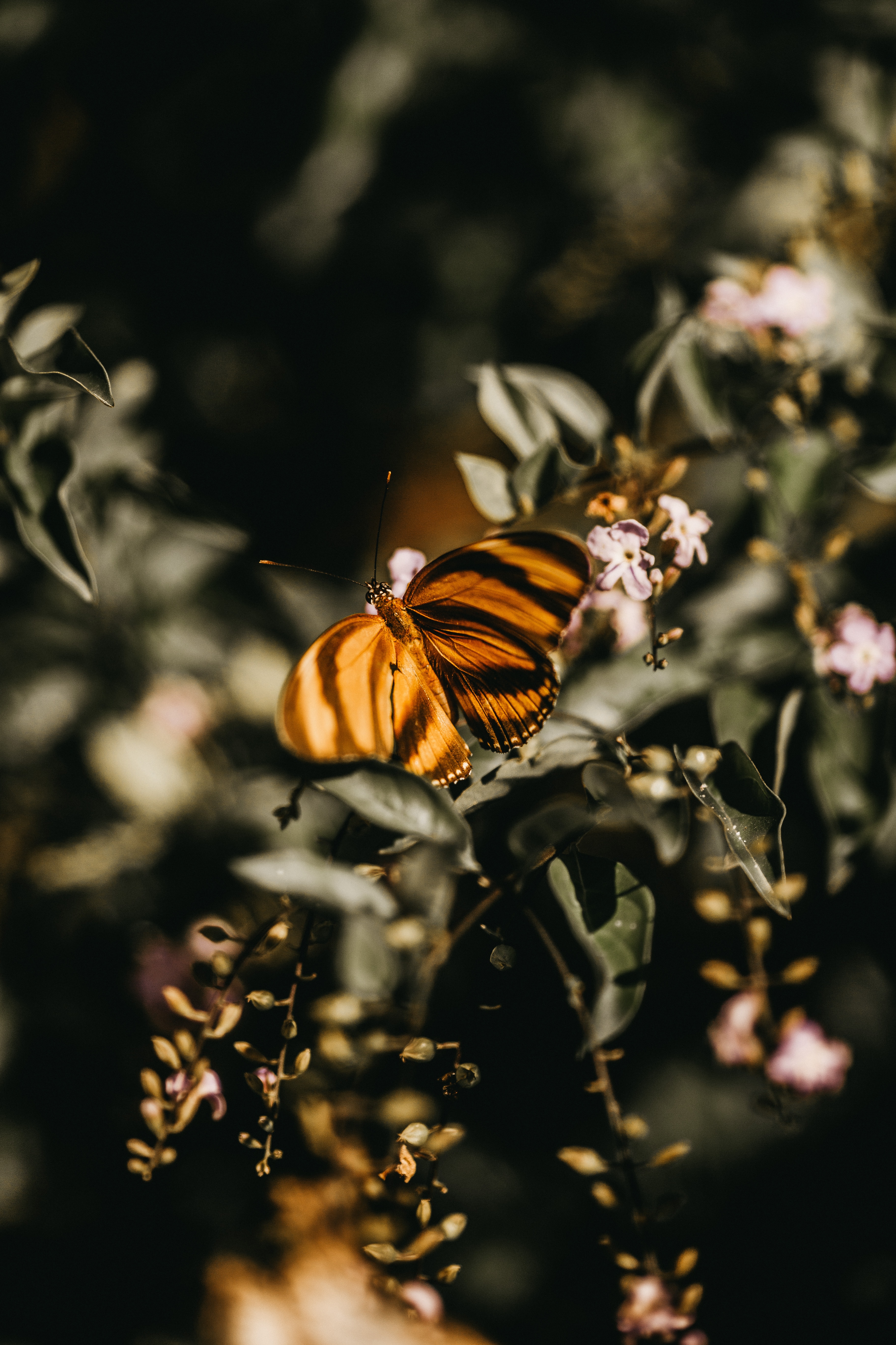 Téléchargez gratuitement l'image Lilas, Branche, Insecte, Macro, Fleurs, Papillon sur le bureau de votre PC