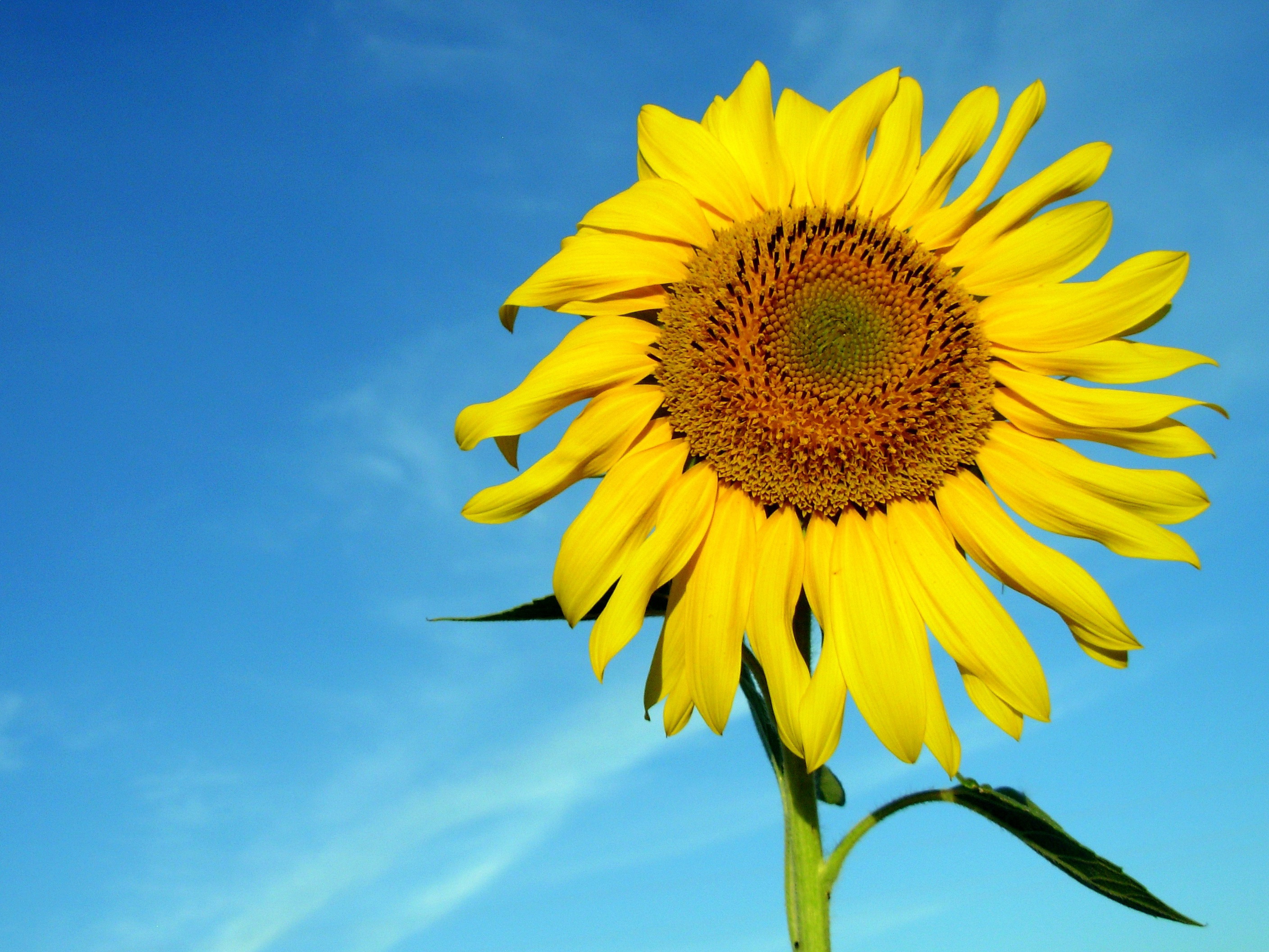 Free download wallpaper Flowers, Earth, Sunflower on your PC desktop