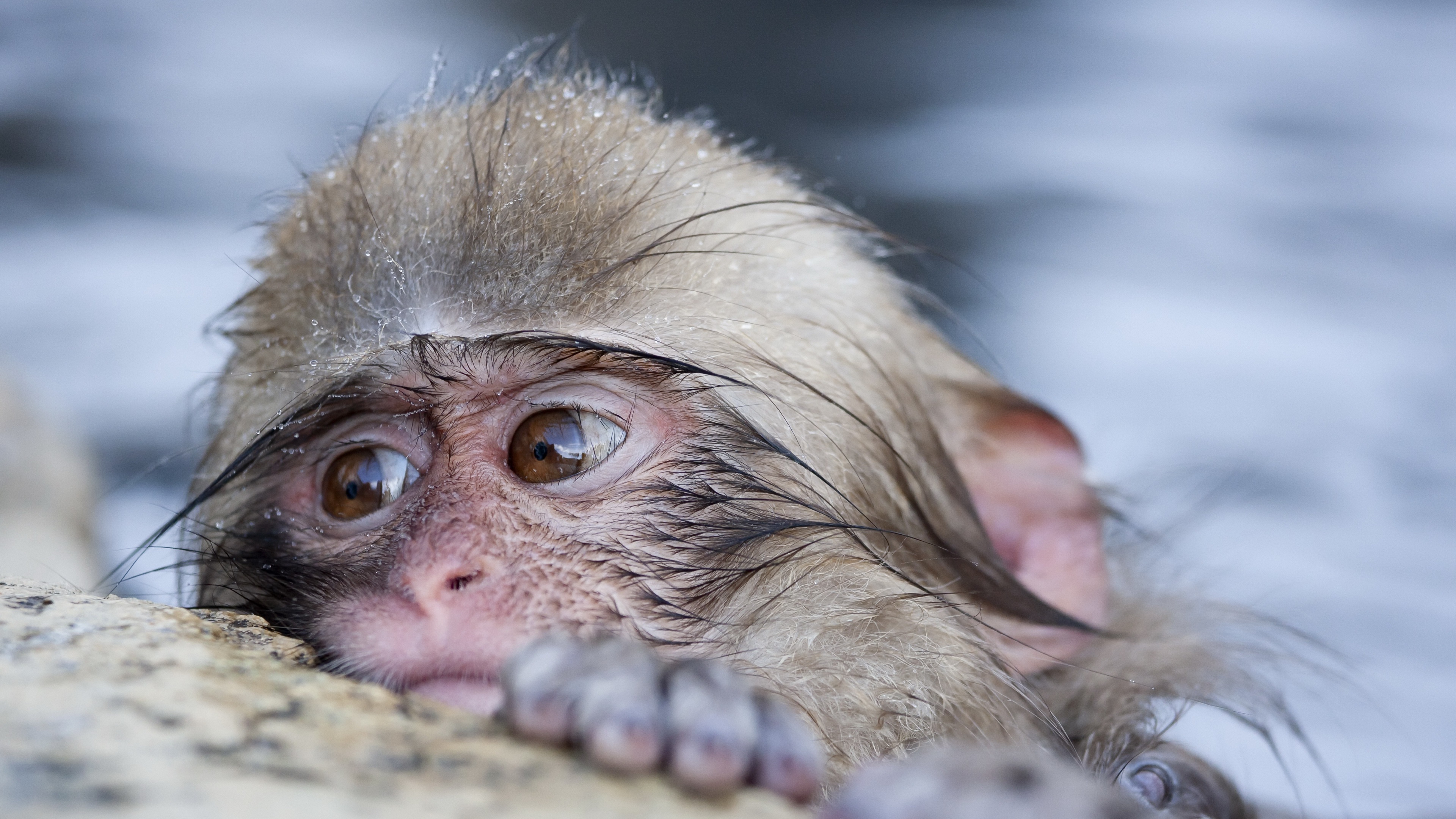 Descarga gratis la imagen Animales, Monos, Mono, Primate, Macaca Fuscata en el escritorio de tu PC