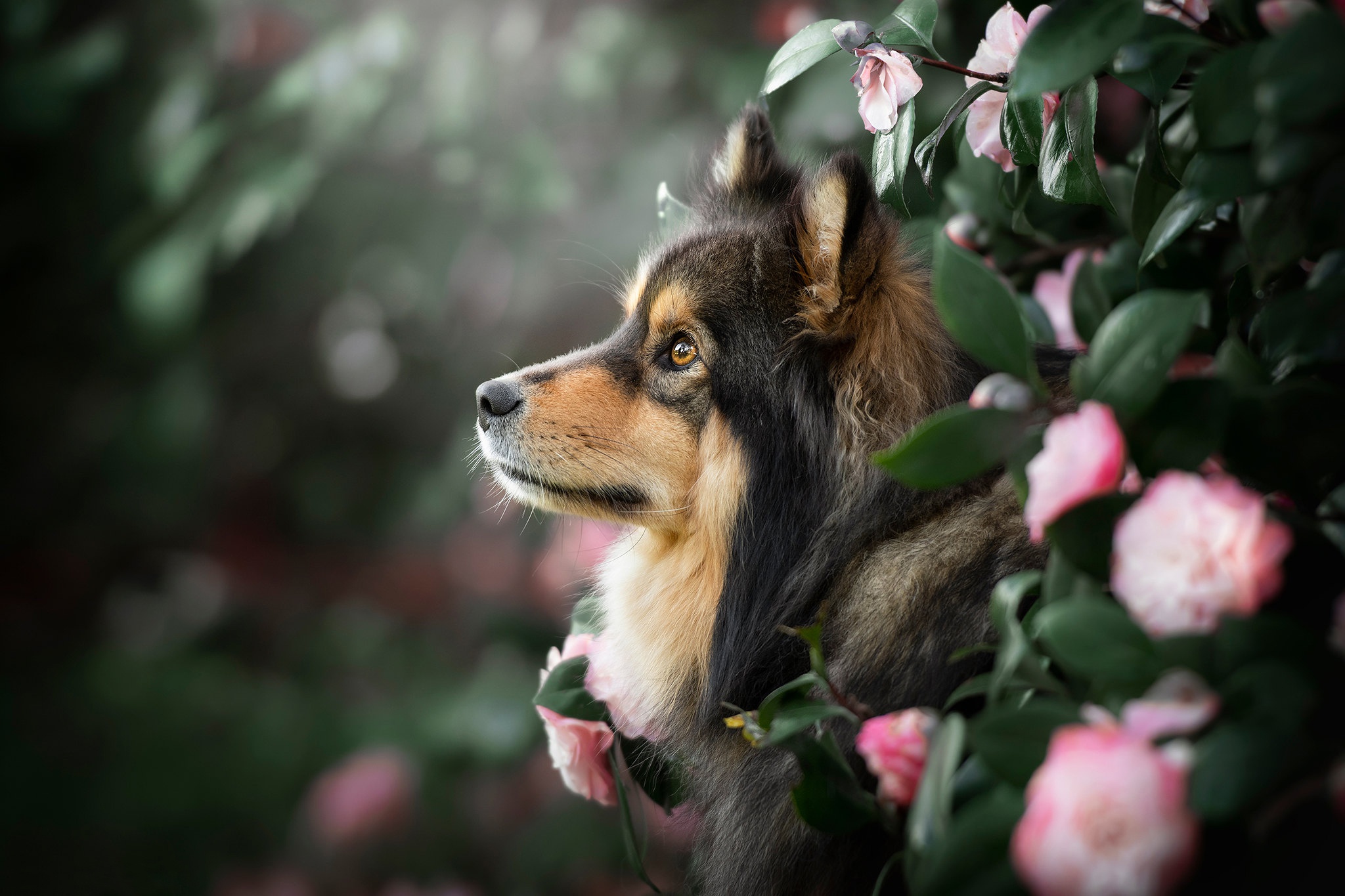 Handy-Wallpaper Tiere, Hunde, Blume, Hund kostenlos herunterladen.