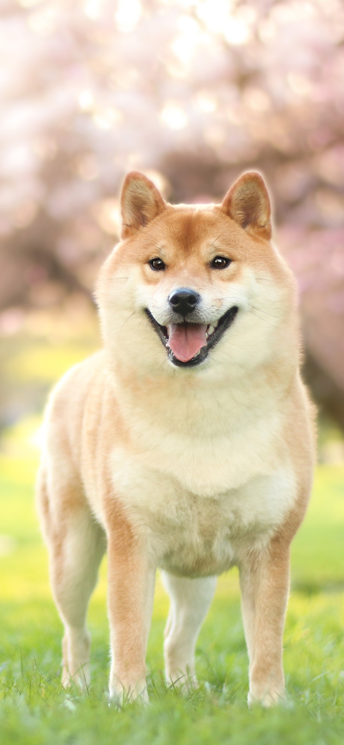 Handy-Wallpaper Tiere, Hunde, Hund, Shiba Inu kostenlos herunterladen.
