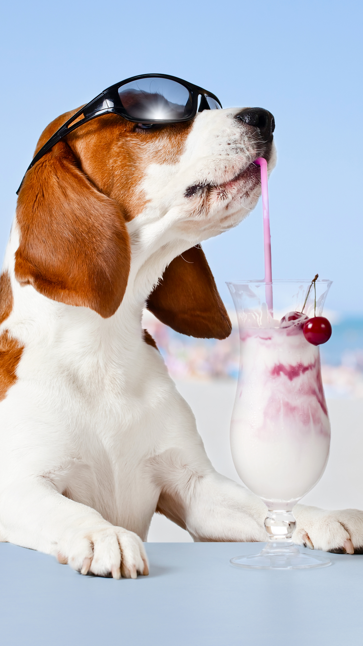 animal, basset hound, humor, sunglasses, milkshake, dog, dogs