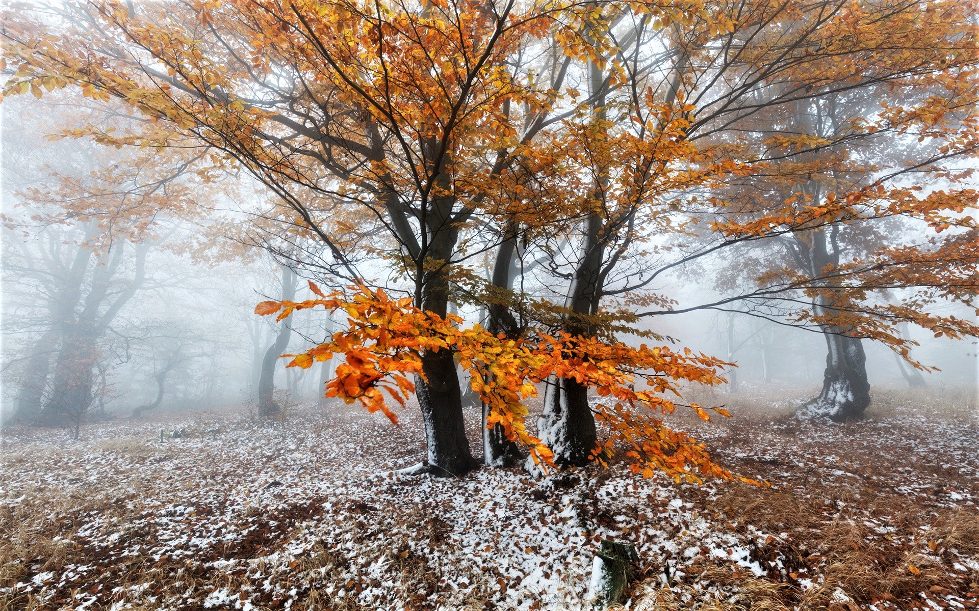 Baixar papel de parede para celular de Outono, Neve, Árvore, Terra/natureza gratuito.