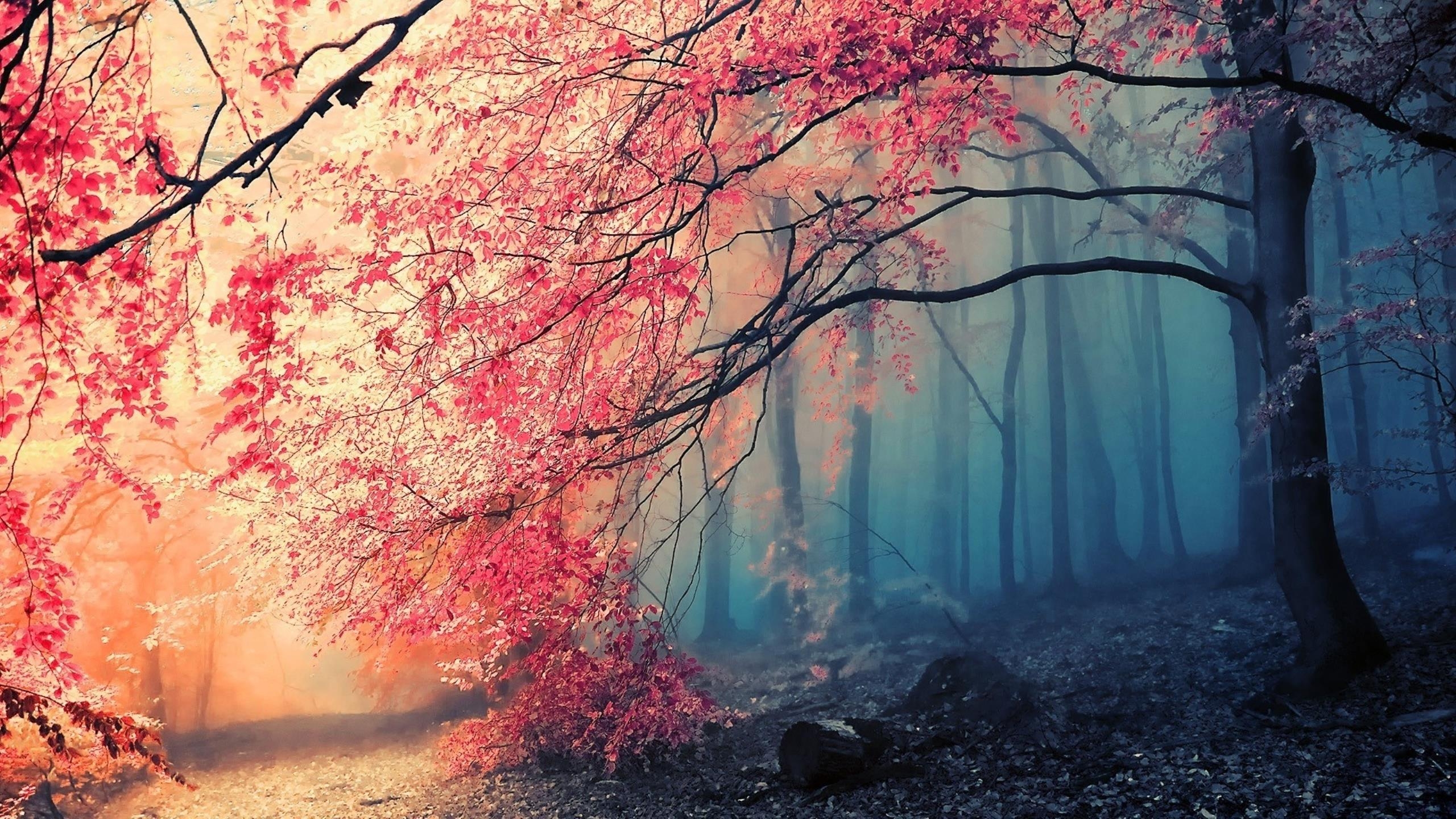 Laden Sie das Natur, Wald, Baum, Nebel, Weg, Erde/natur-Bild kostenlos auf Ihren PC-Desktop herunter