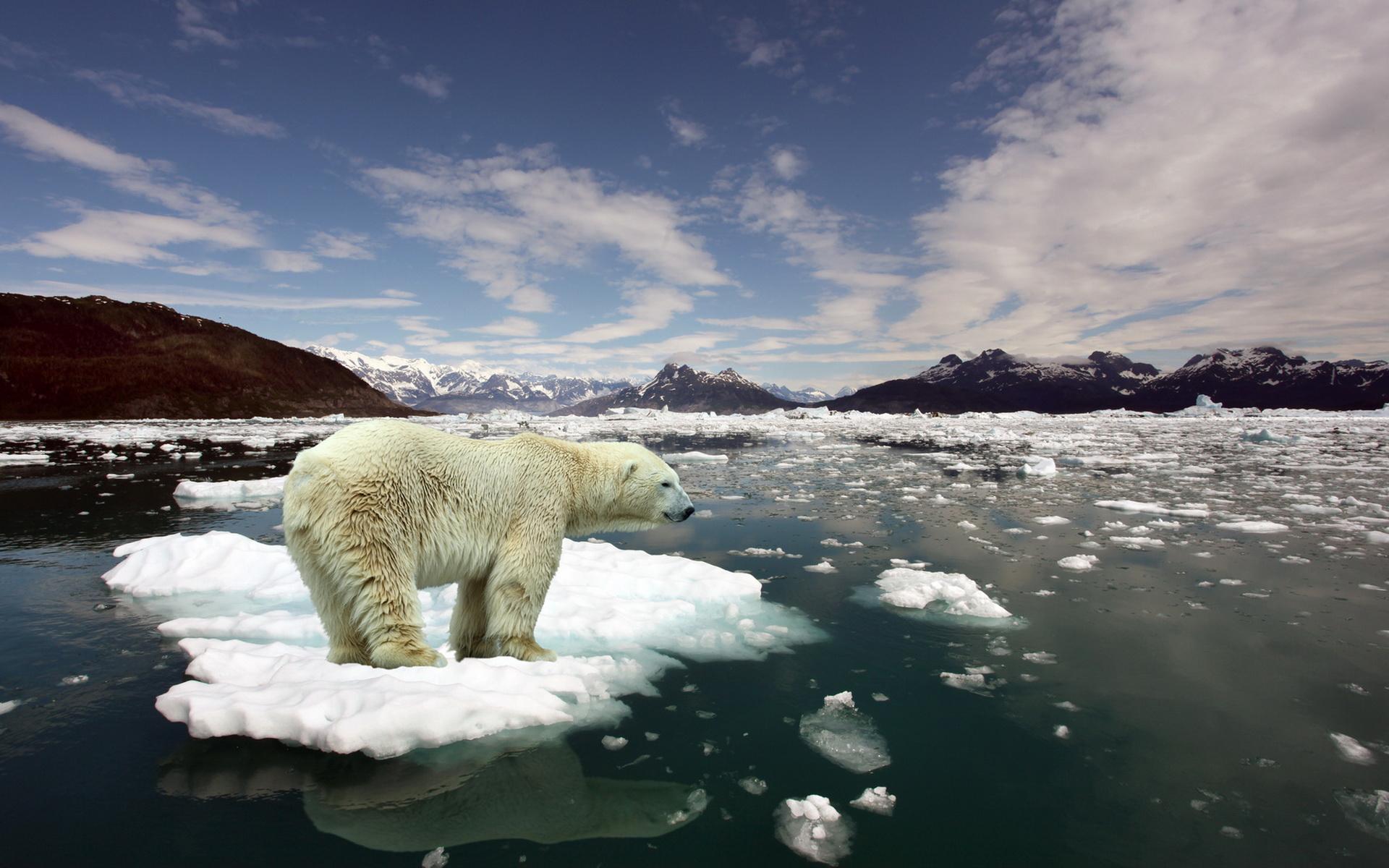 Descarga gratuita de fondo de pantalla para móvil de Animales, Oso Polar.