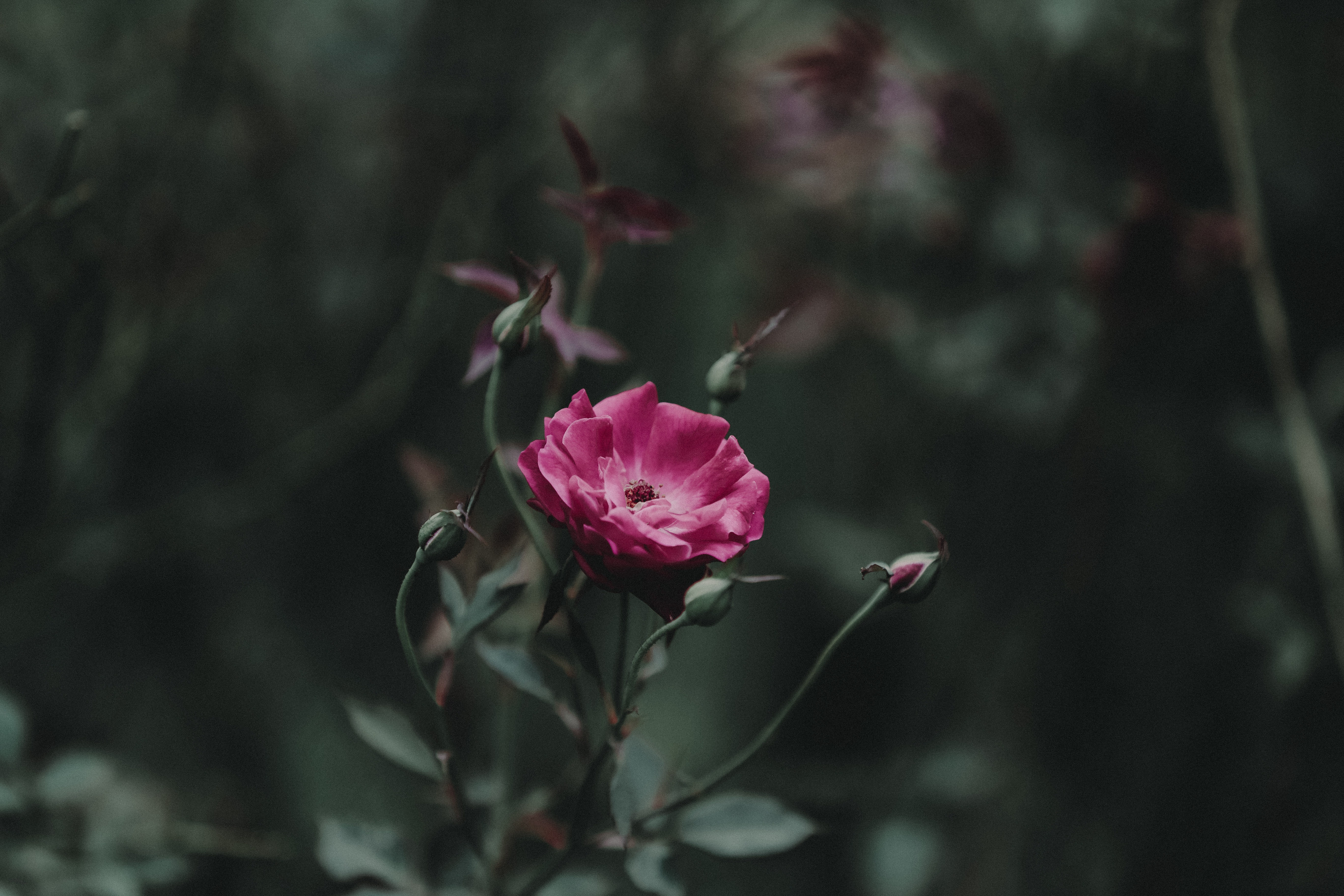 rose, flowers, pink, rose flower, bud, stem, stalk Smartphone Background