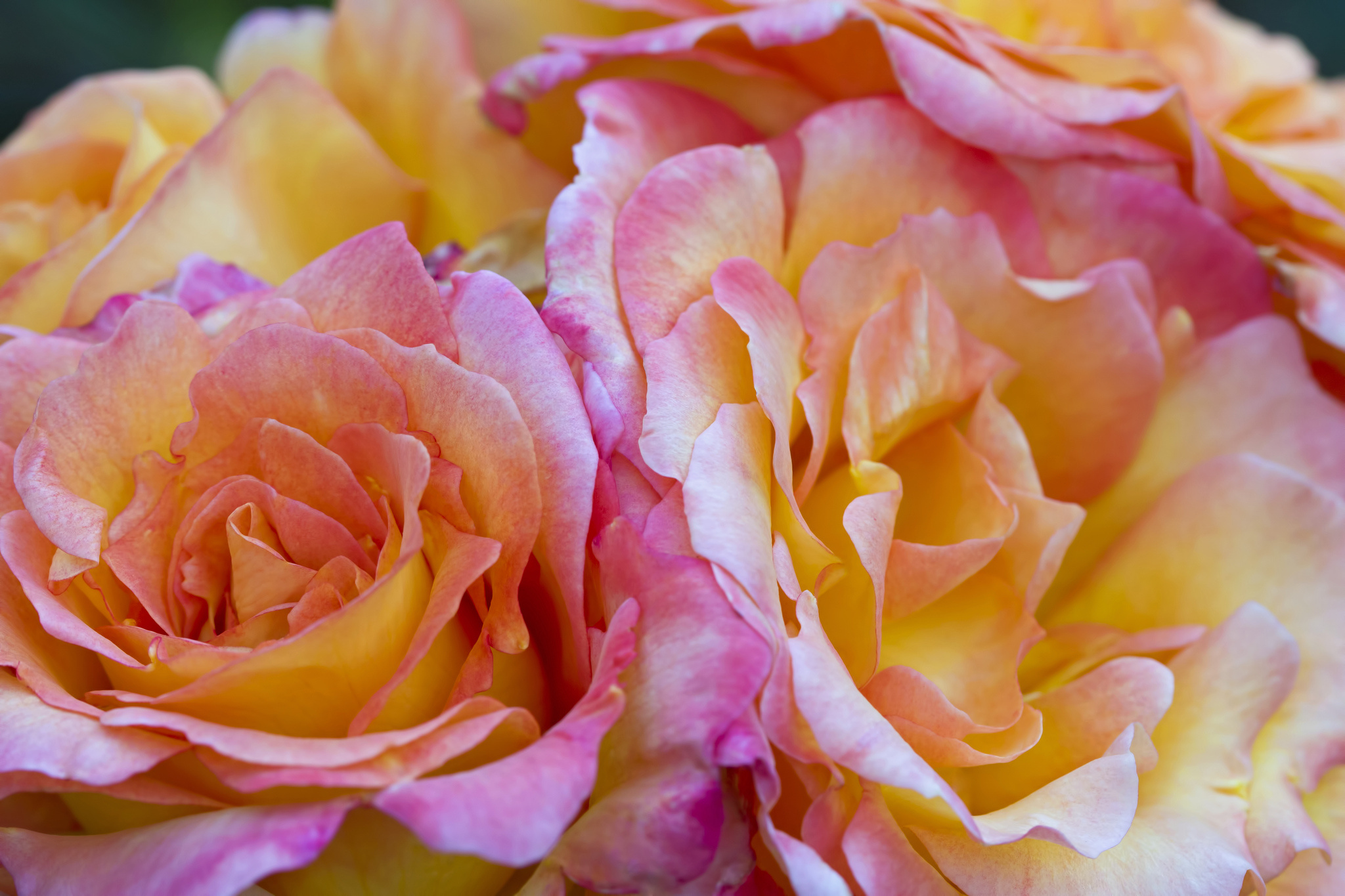 Téléchargez gratuitement l'image Fleurs, Rose, Terre/nature sur le bureau de votre PC