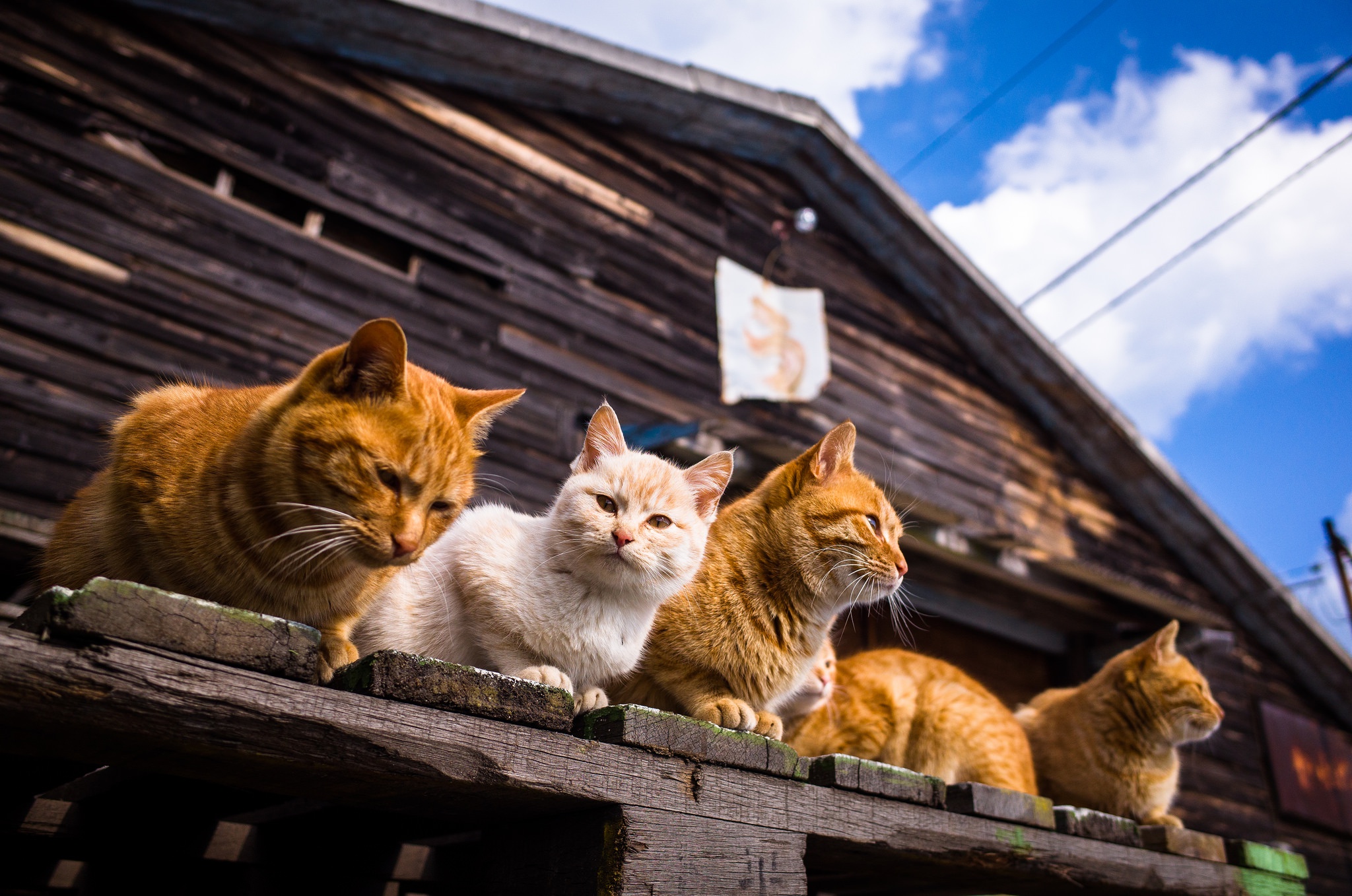 Handy-Wallpaper Katze, Katzen, Tiere kostenlos herunterladen.