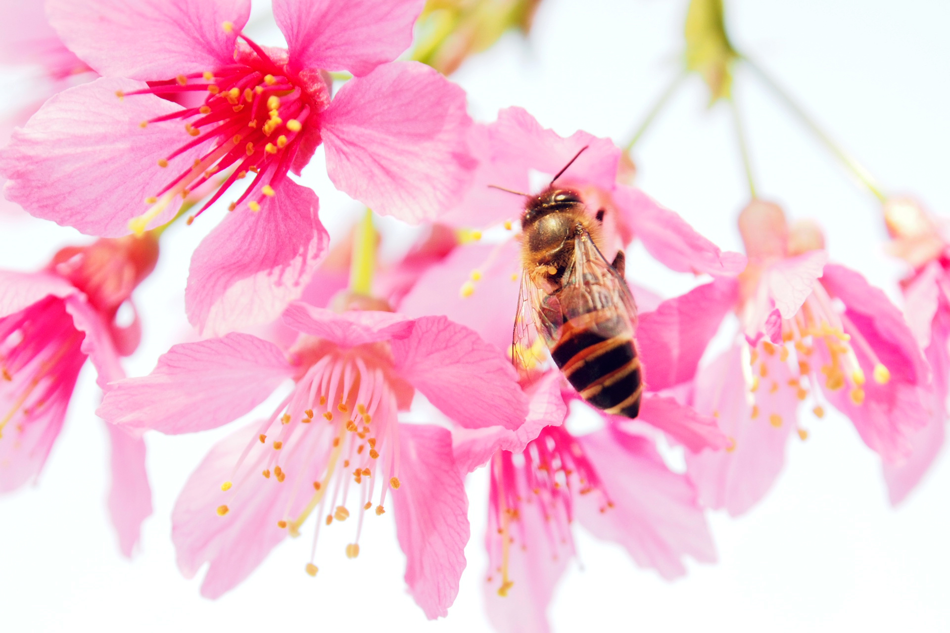 98659 baixar imagens rosa, flor, macro, pétalas, abelha, cor de rosa, pólen - papéis de parede e protetores de tela gratuitamente