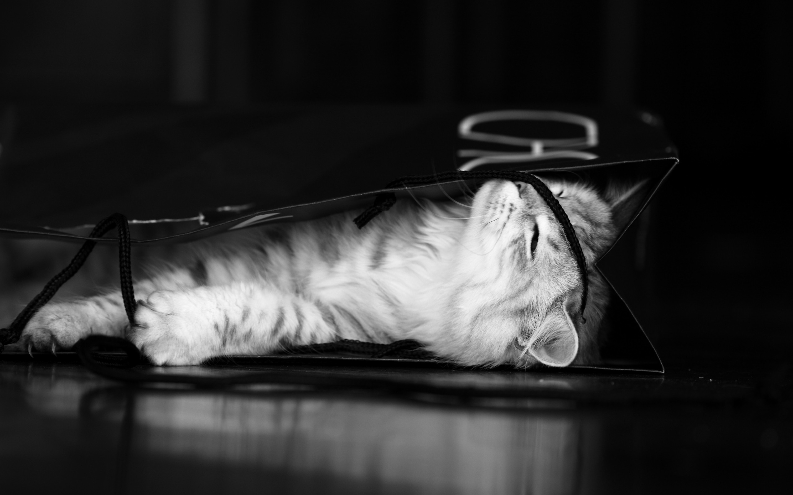 Free download wallpaper Cats, Cat, Kitten, Animal, Cute, Black & White on your PC desktop