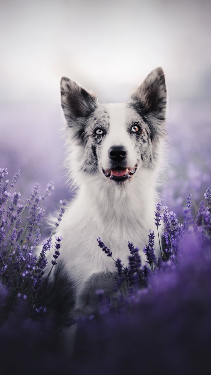 Handy-Wallpaper Tiere, Hunde, Hund, Border Collie, Lila Blume kostenlos herunterladen.