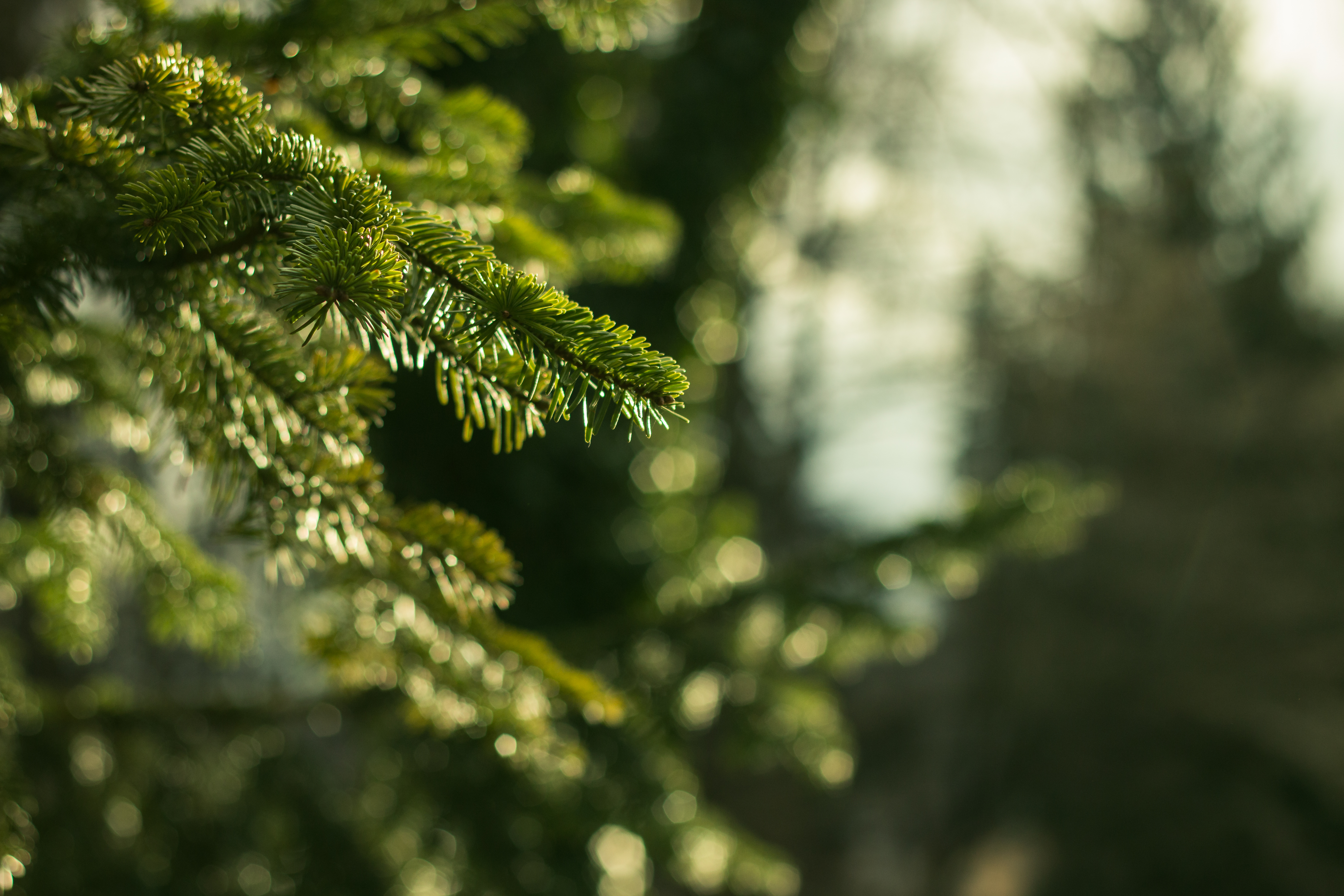 Download mobile wallpaper Branches, Fir, Spruce, Needle, Macro for free.