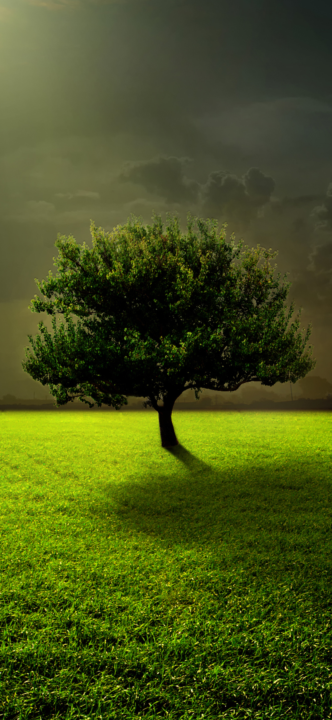 Download mobile wallpaper Trees, Grass, Tree, Earth, Greenery for free.