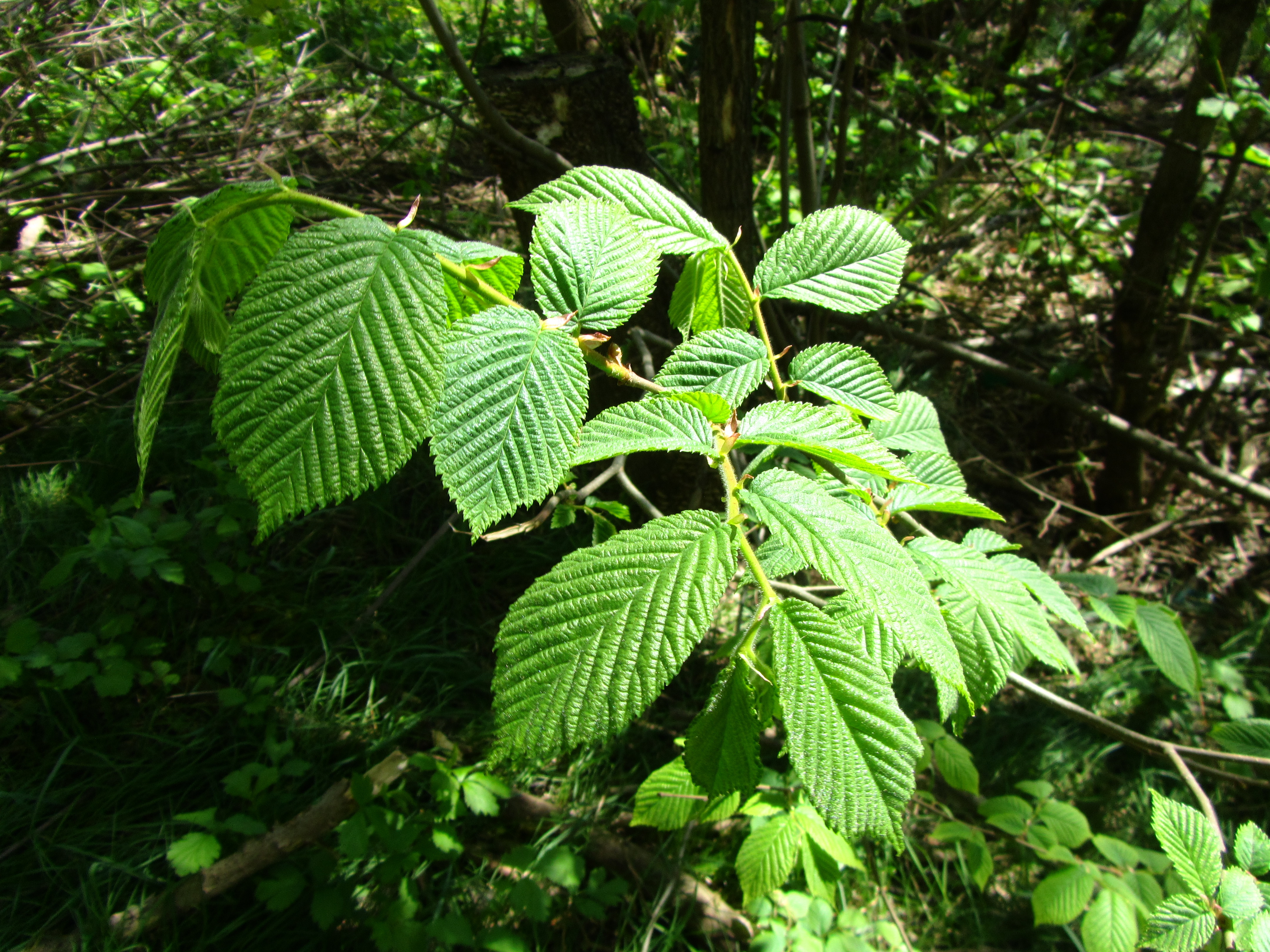 Descarga gratis la imagen Hoja, Tierra/naturaleza en el escritorio de tu PC