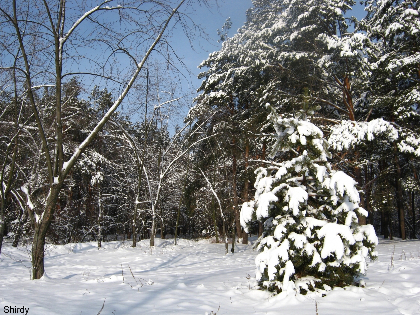 Скачати мобільні шпалери Дерева, Сніг, Пейзаж, Зима, Ялинки безкоштовно.