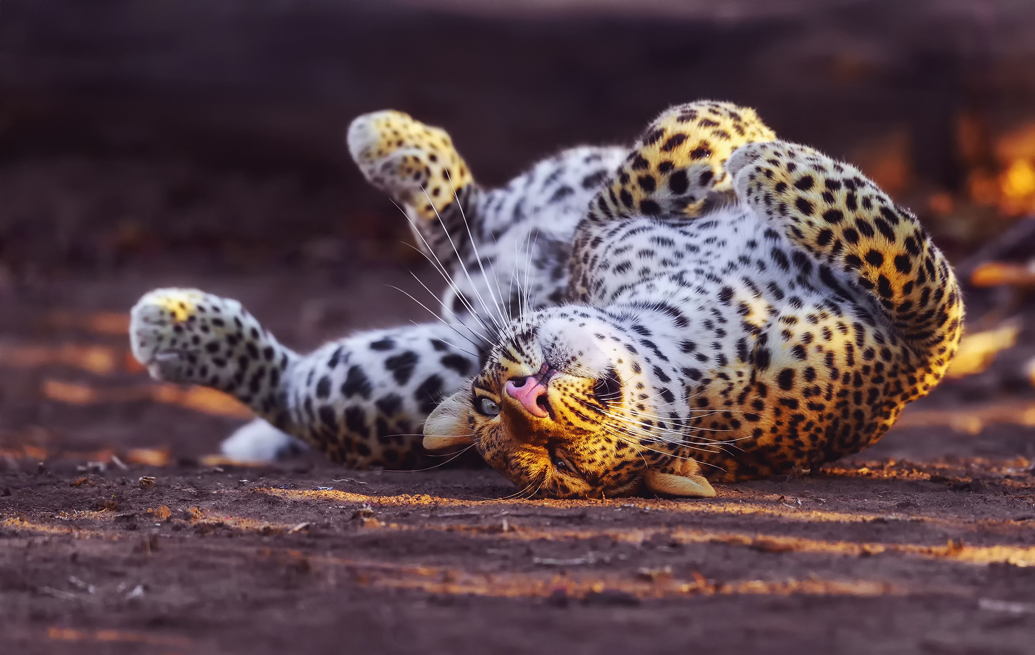 141849 Bild herunterladen tiere, leopard, raubtier, predator, große katze, big cat, spielerisch, spielerische - Hintergrundbilder und Bildschirmschoner kostenlos