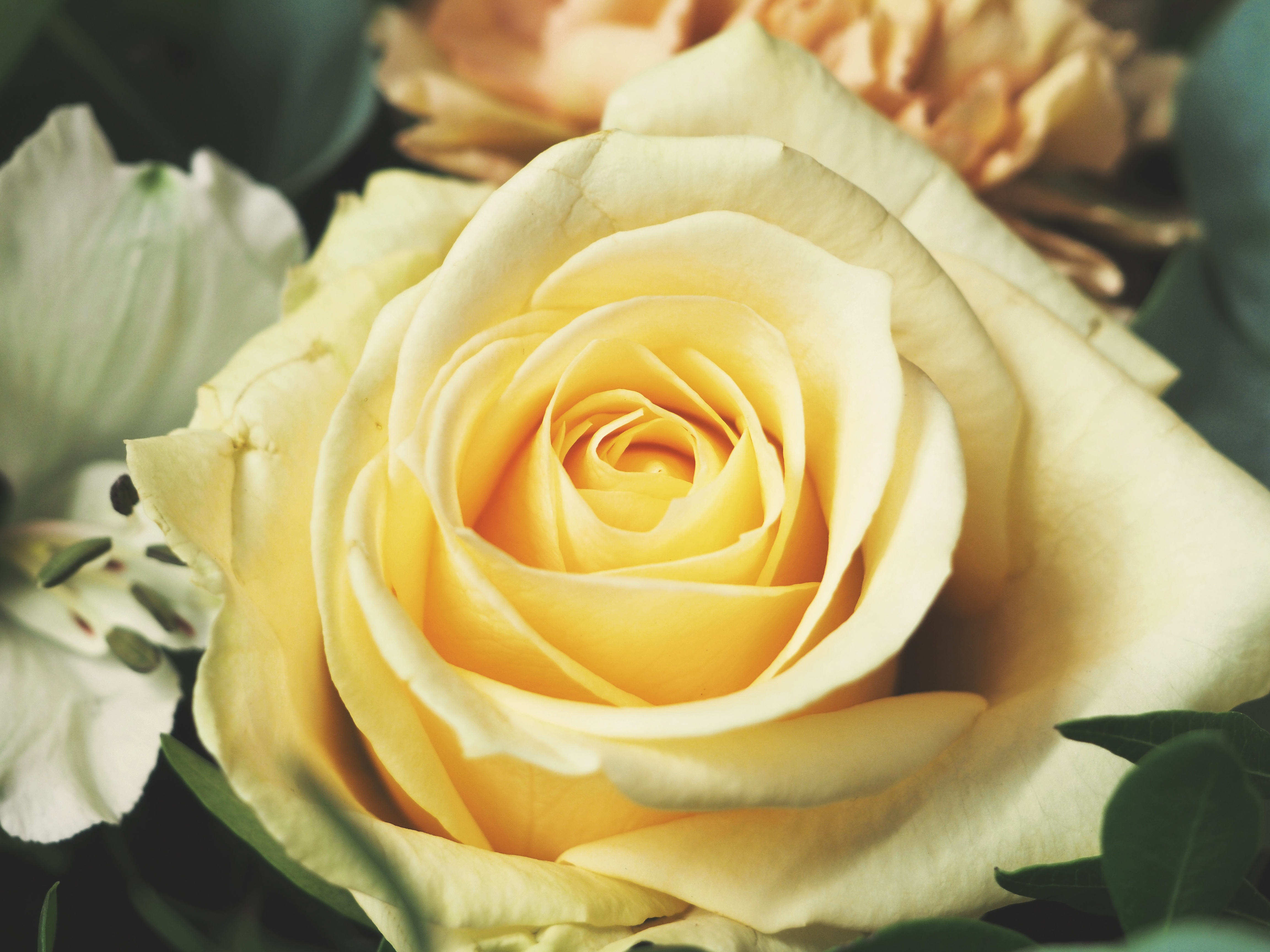無料モバイル壁紙フラワーズ, バラの花, 花びら, つぼみ, 蕾, 薔薇, 黄色をダウンロードします。