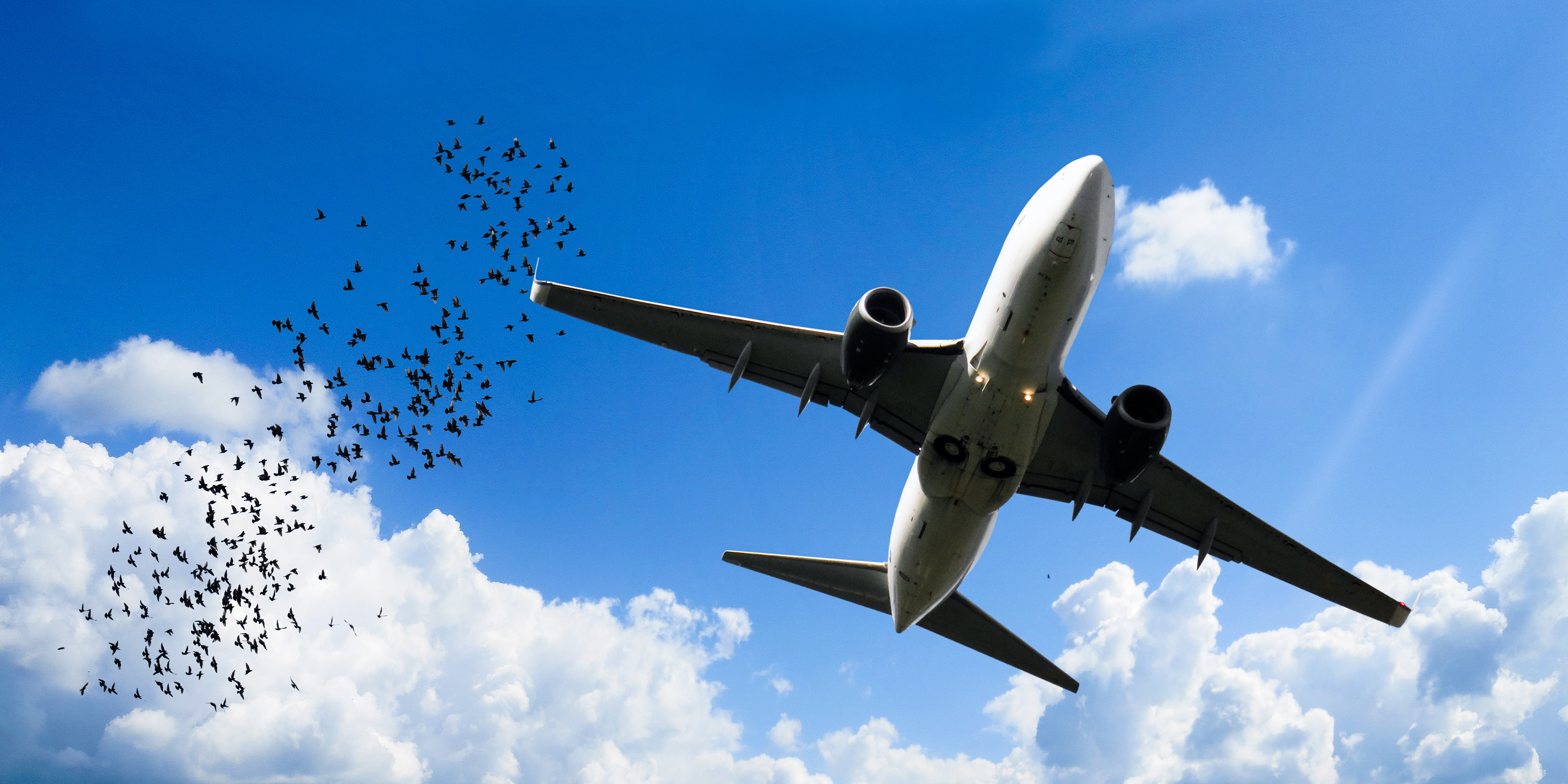 無料モバイル壁紙鳥, 飛行機, 航空機, 空, 鳥の群れ, 乗り物, クラウドをダウンロードします。