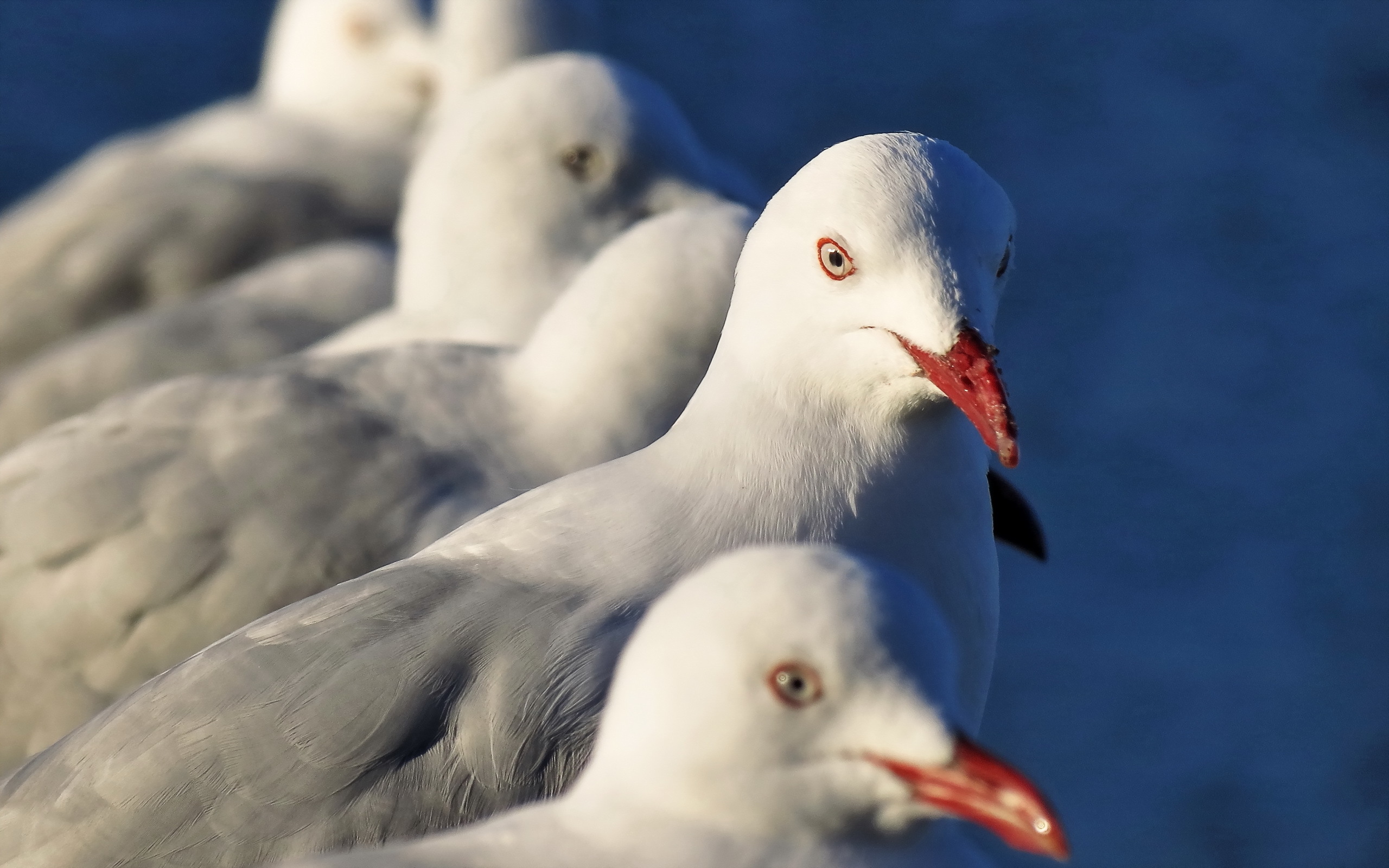 Baixar papel de parede para celular de Gaivota, Aves, Animais gratuito.