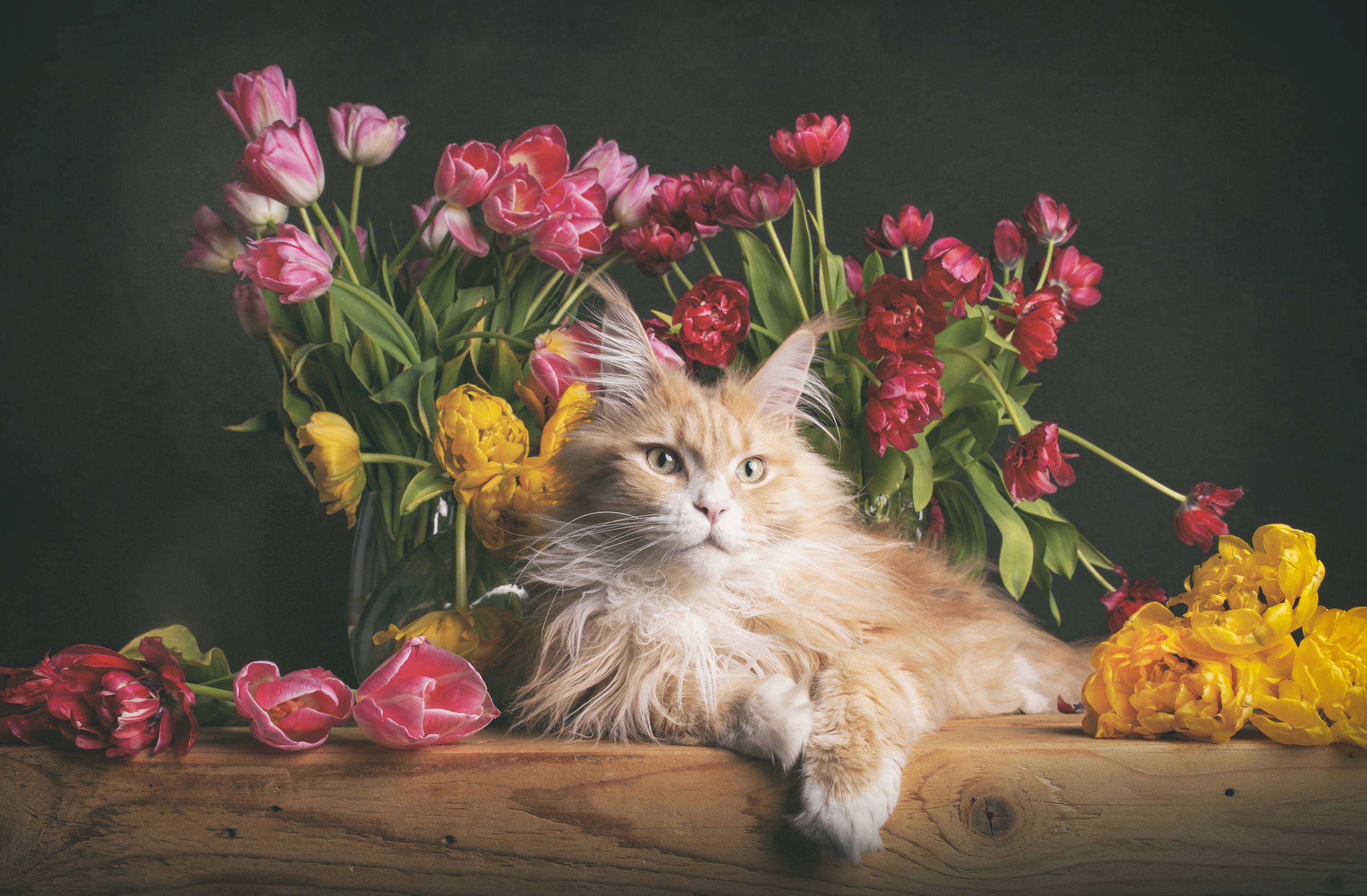 483500 descargar fondo de pantalla animales, gato, flor, coon de maine, tulipán, gatos: protectores de pantalla e imágenes gratis