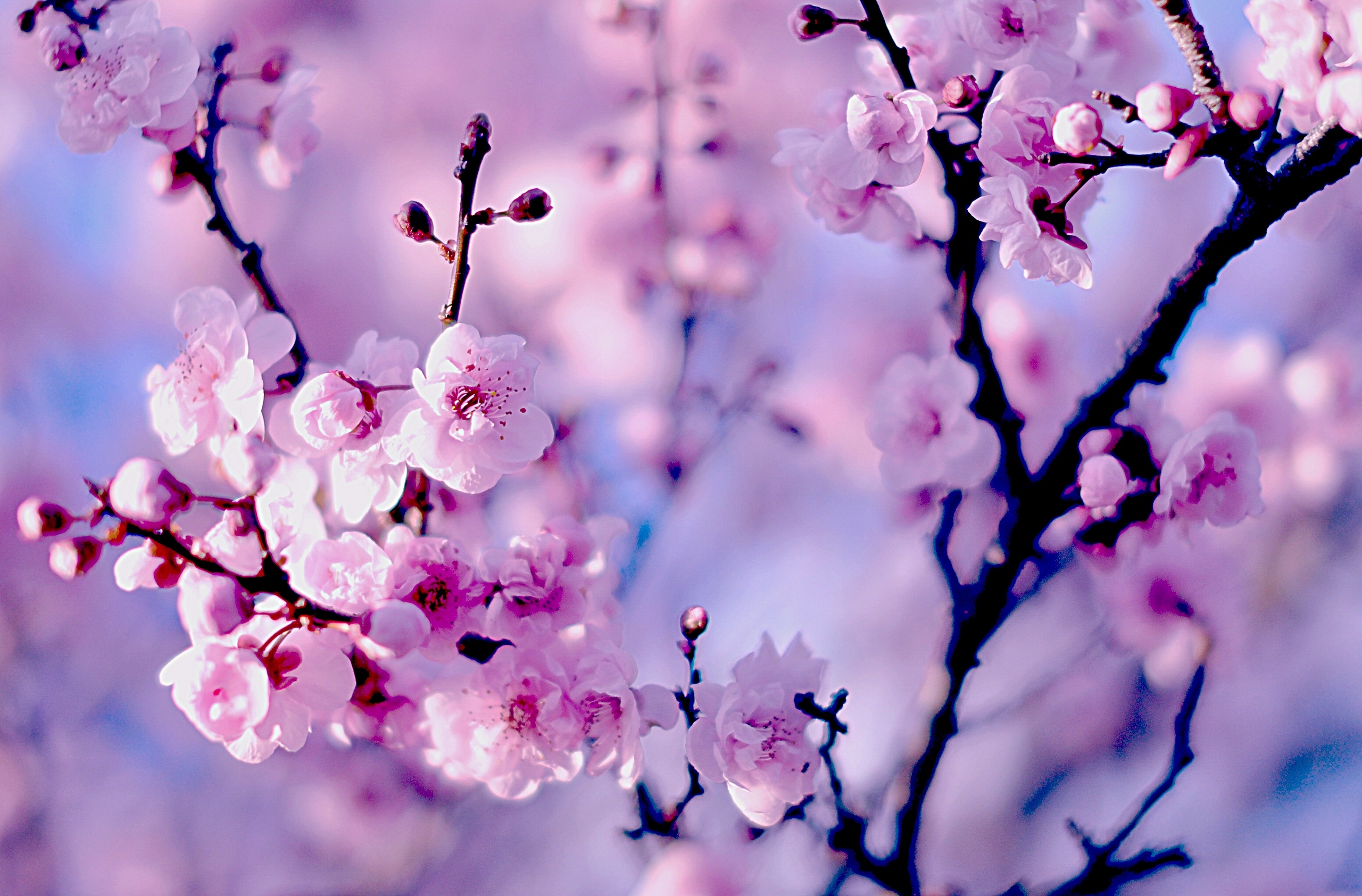 Free download wallpaper Nature, Flowers, Flower, Macro, Close Up, Earth, Cherry Blossom, Blossom on your PC desktop
