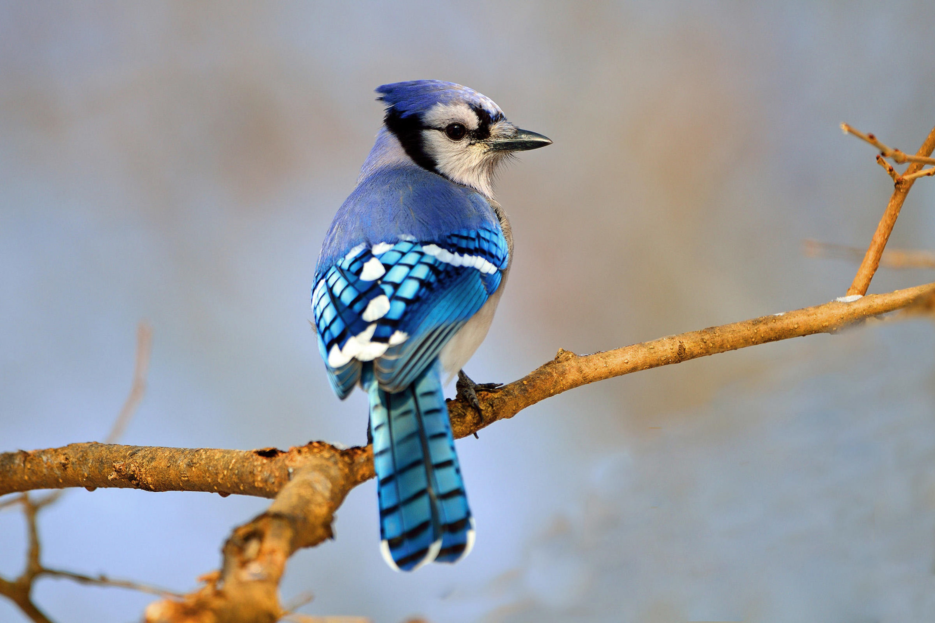 Laden Sie das Tiere, Vögel, Blauhäher-Bild kostenlos auf Ihren PC-Desktop herunter