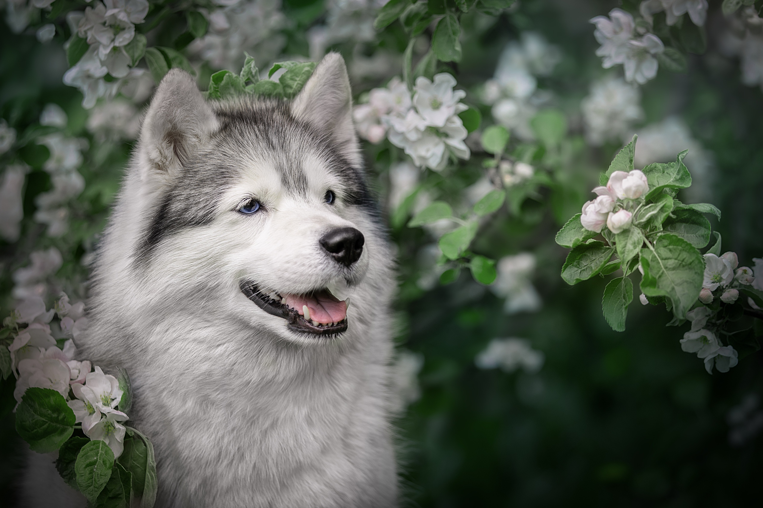 Download mobile wallpaper Dogs, Dog, Animal, Husky for free.