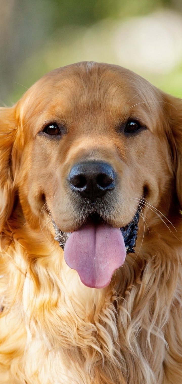 Download mobile wallpaper Dogs, Animal, Golden Retriever for free.