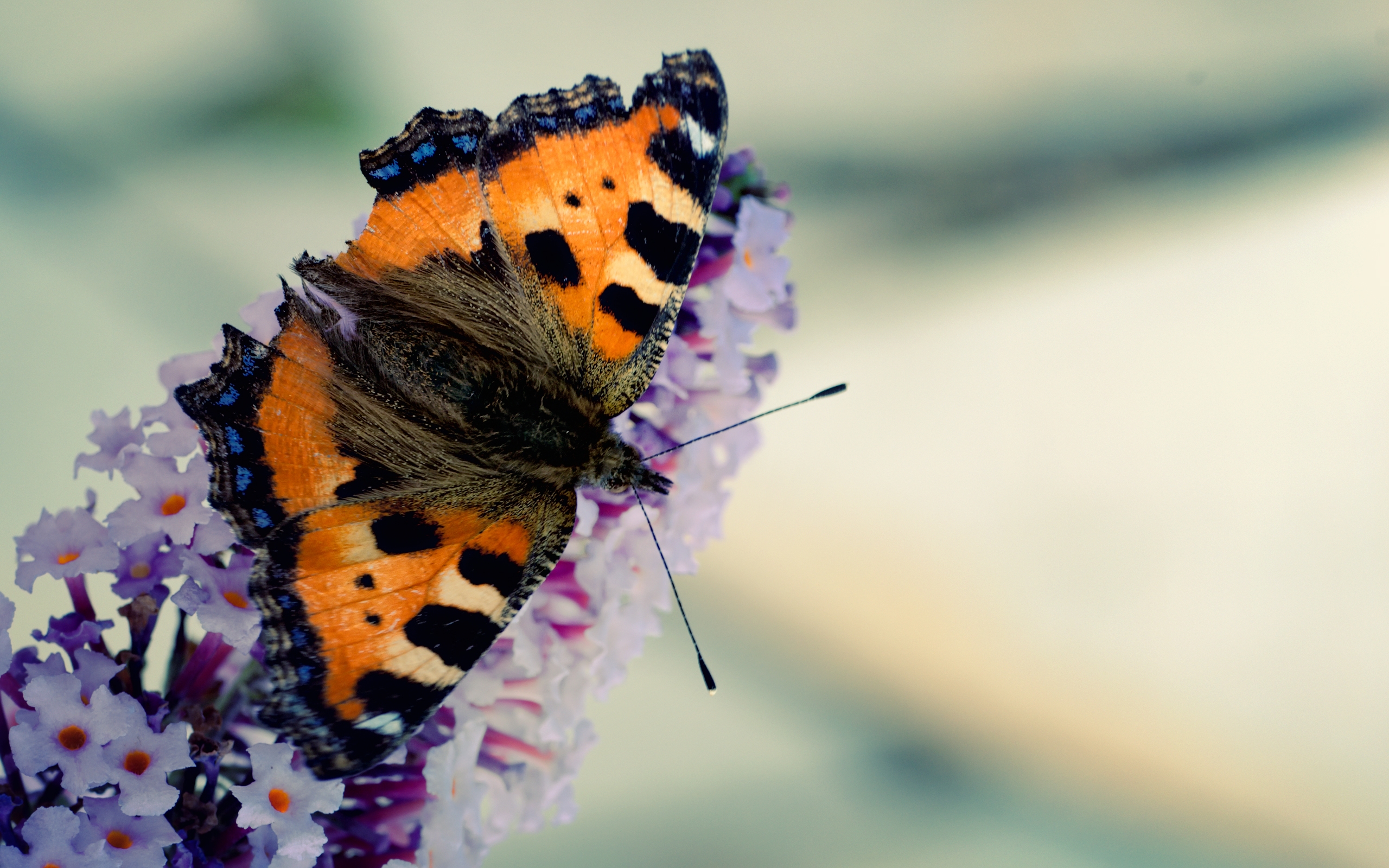 635084 Bildschirmschoner und Hintergrundbilder Schmetterlinge auf Ihrem Telefon. Laden Sie  Bilder kostenlos herunter