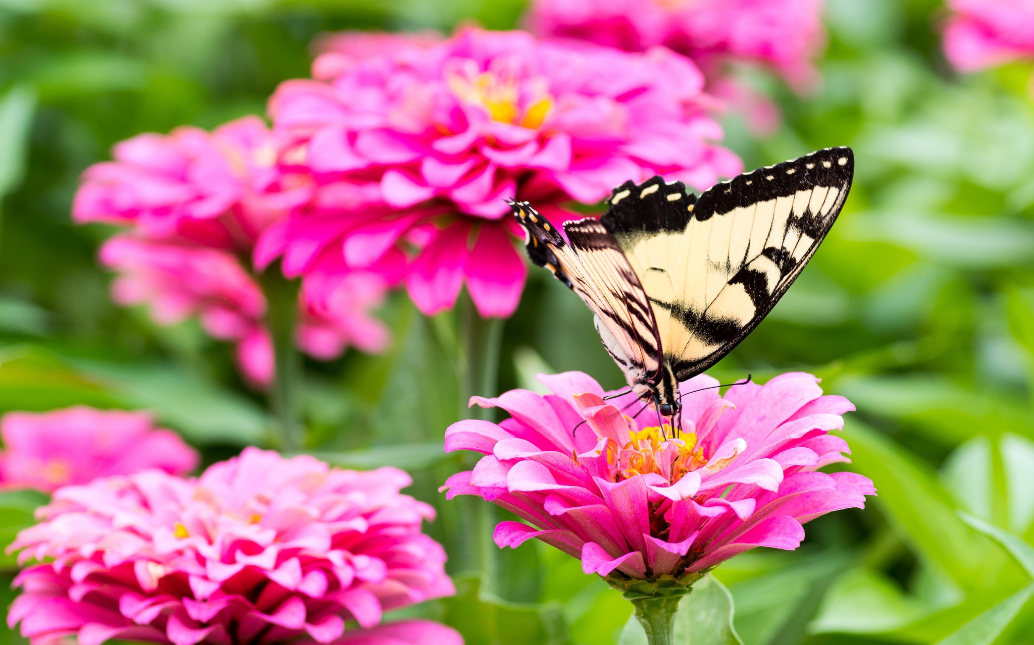 Free download wallpaper Macro, Insect, Butterfly, Animal, Pink Flower on your PC desktop