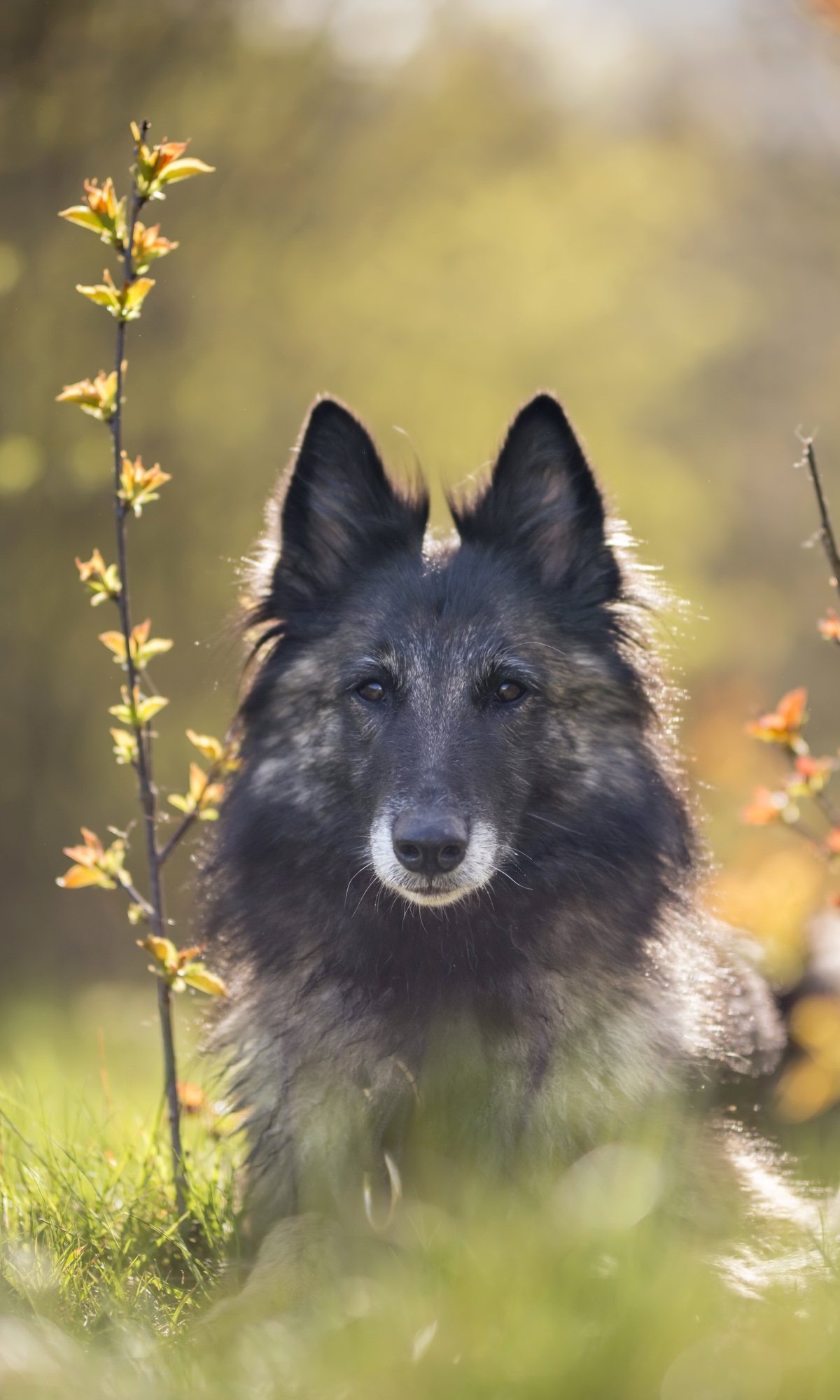 Descarga gratuita de fondo de pantalla para móvil de Animales, Perros, Perro.