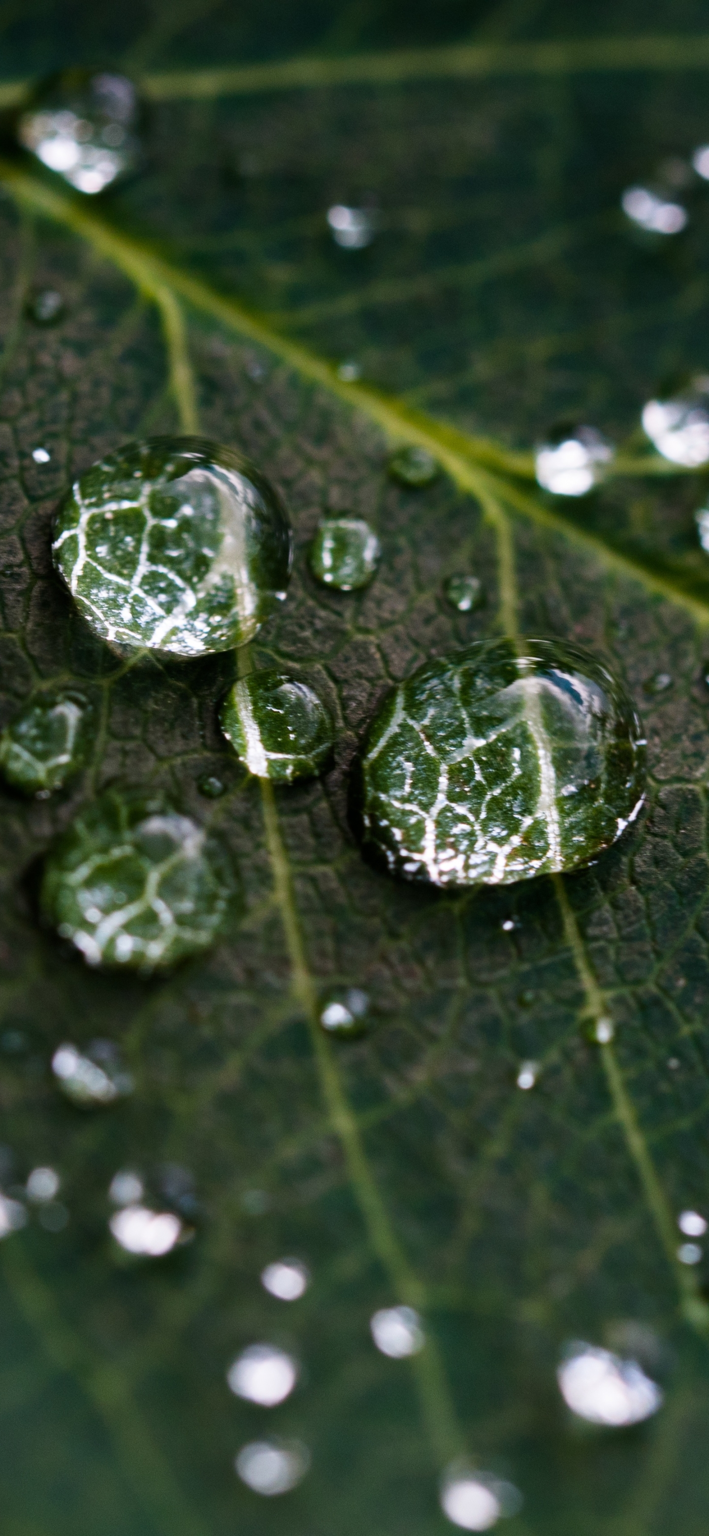 Download mobile wallpaper Macro, Leaf, Earth, Water Drop for free.