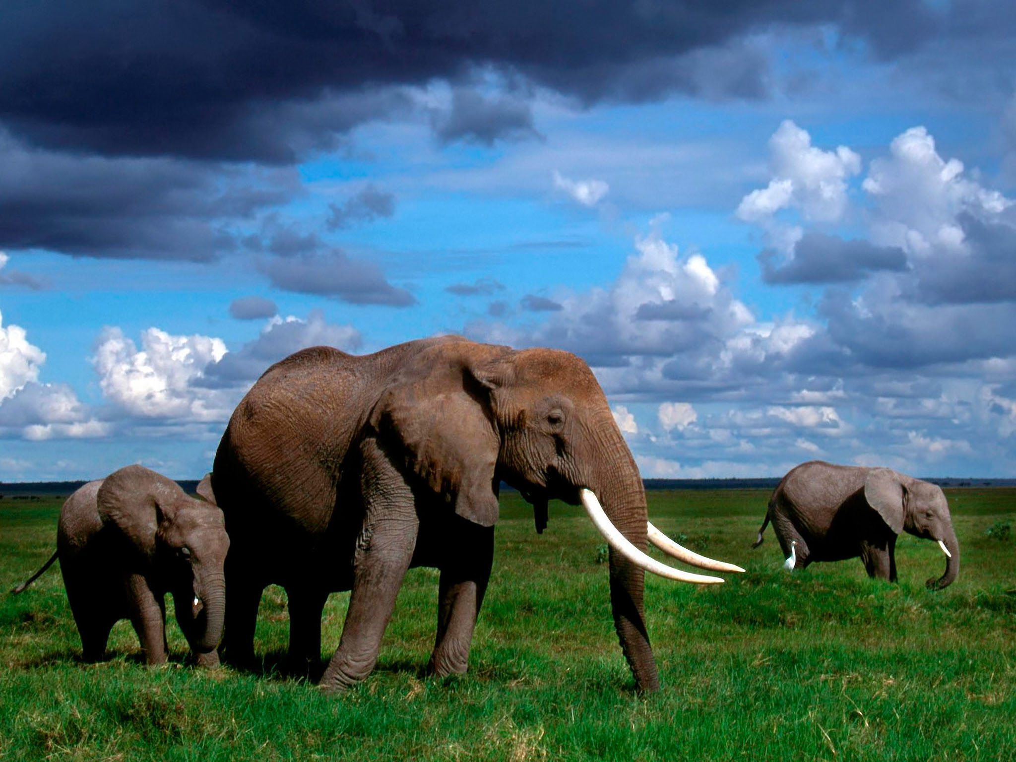 Descarga gratis la imagen Elefante Africano De Sabana, Elefantes, Animales en el escritorio de tu PC