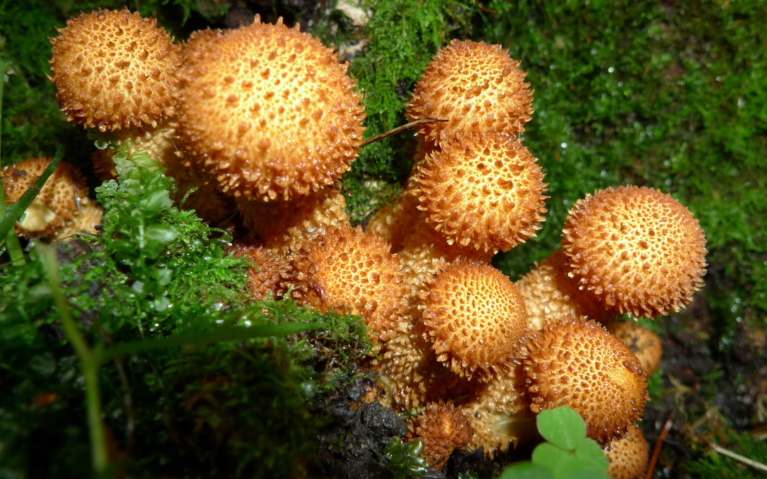 Téléchargez gratuitement l'image Macro, Champignon, Mousse, Terre/nature sur le bureau de votre PC